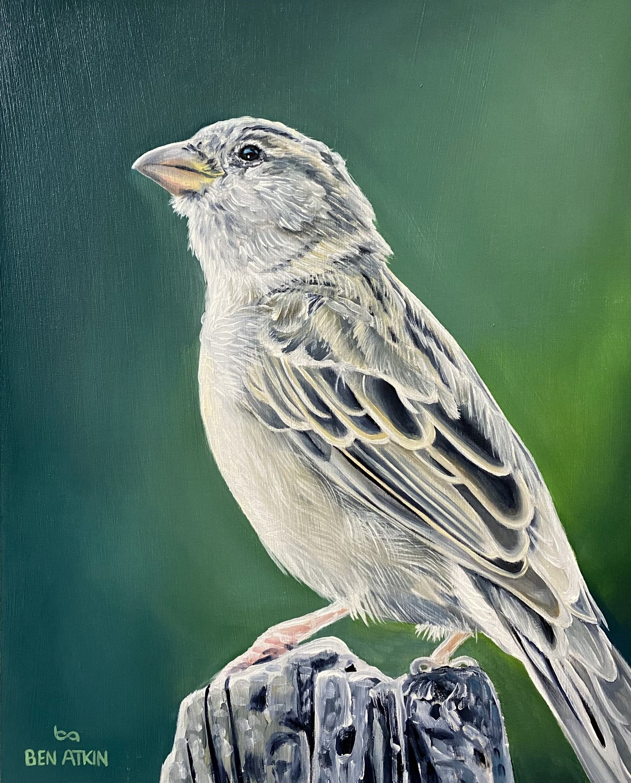 Sparrow Painting Original 8×10″ House Sparrow, Oil Paint on Panel- Framed 12×13″