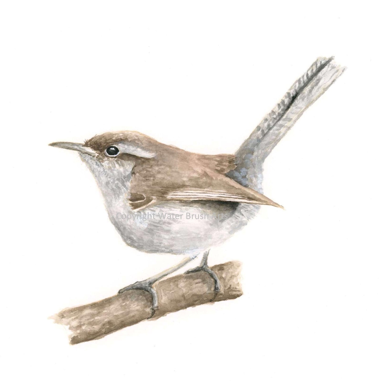 Bewick’s Wren Hand-Painted Watercolor Giclee Print, Unframed
