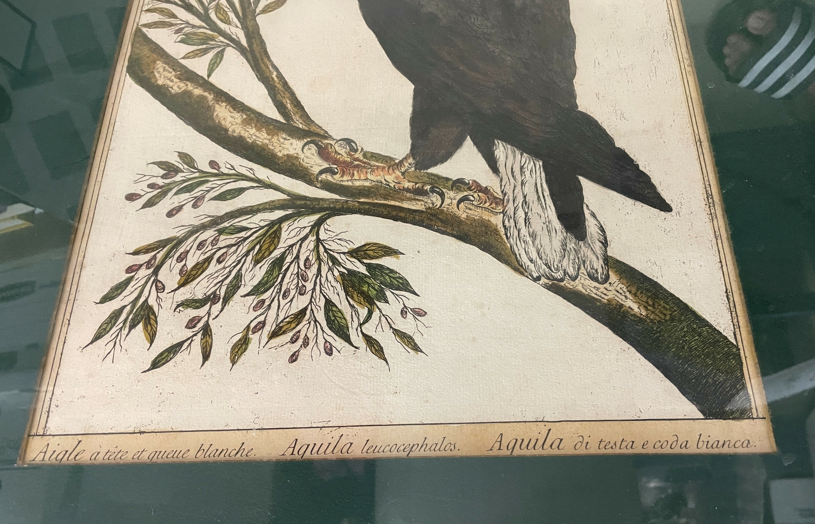Aigle a tete et Queue Blanche Aquila Leucocephalos EAGLE Art 26X22