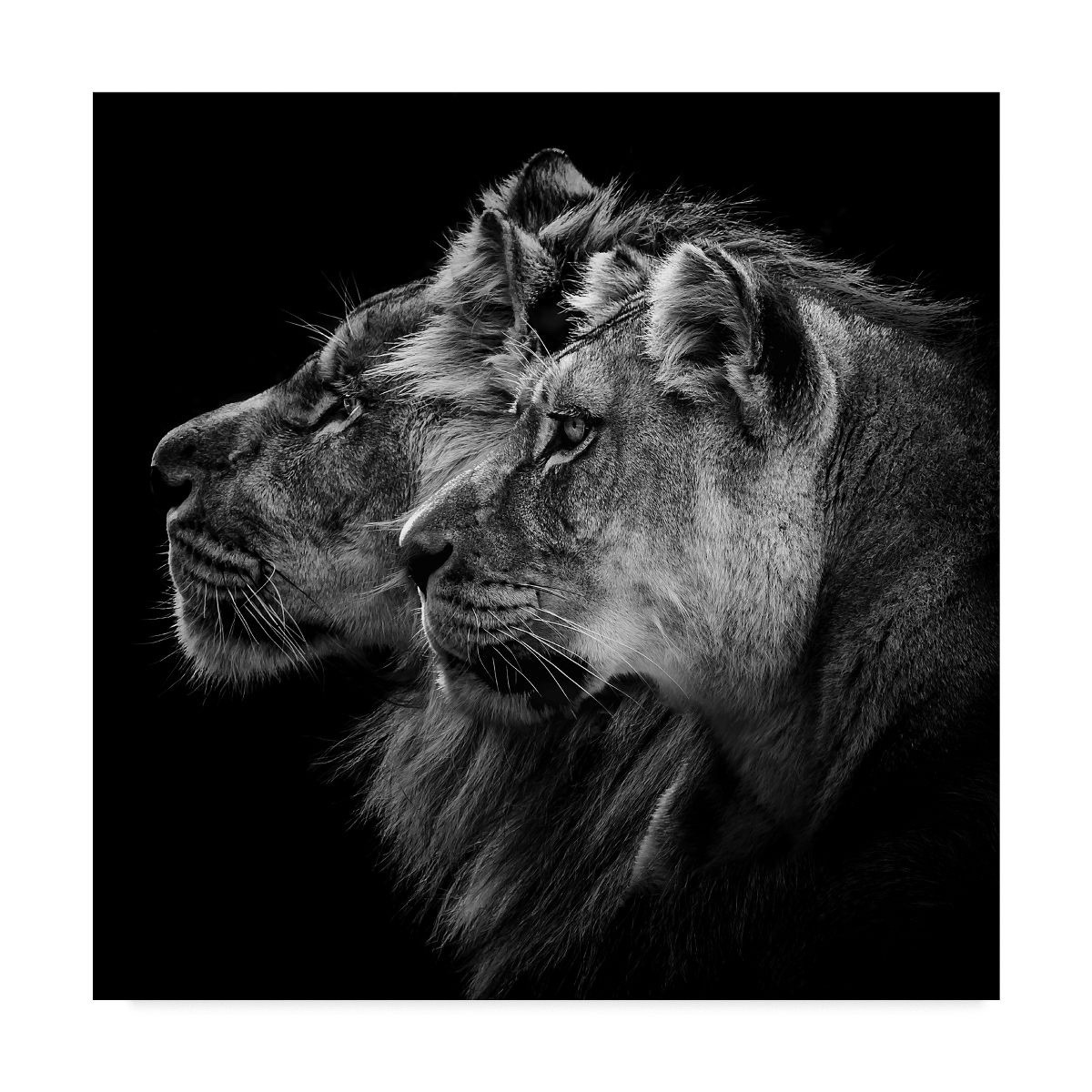 Lion And Lioness Portrait Floater Frame 14 In. X 14 In