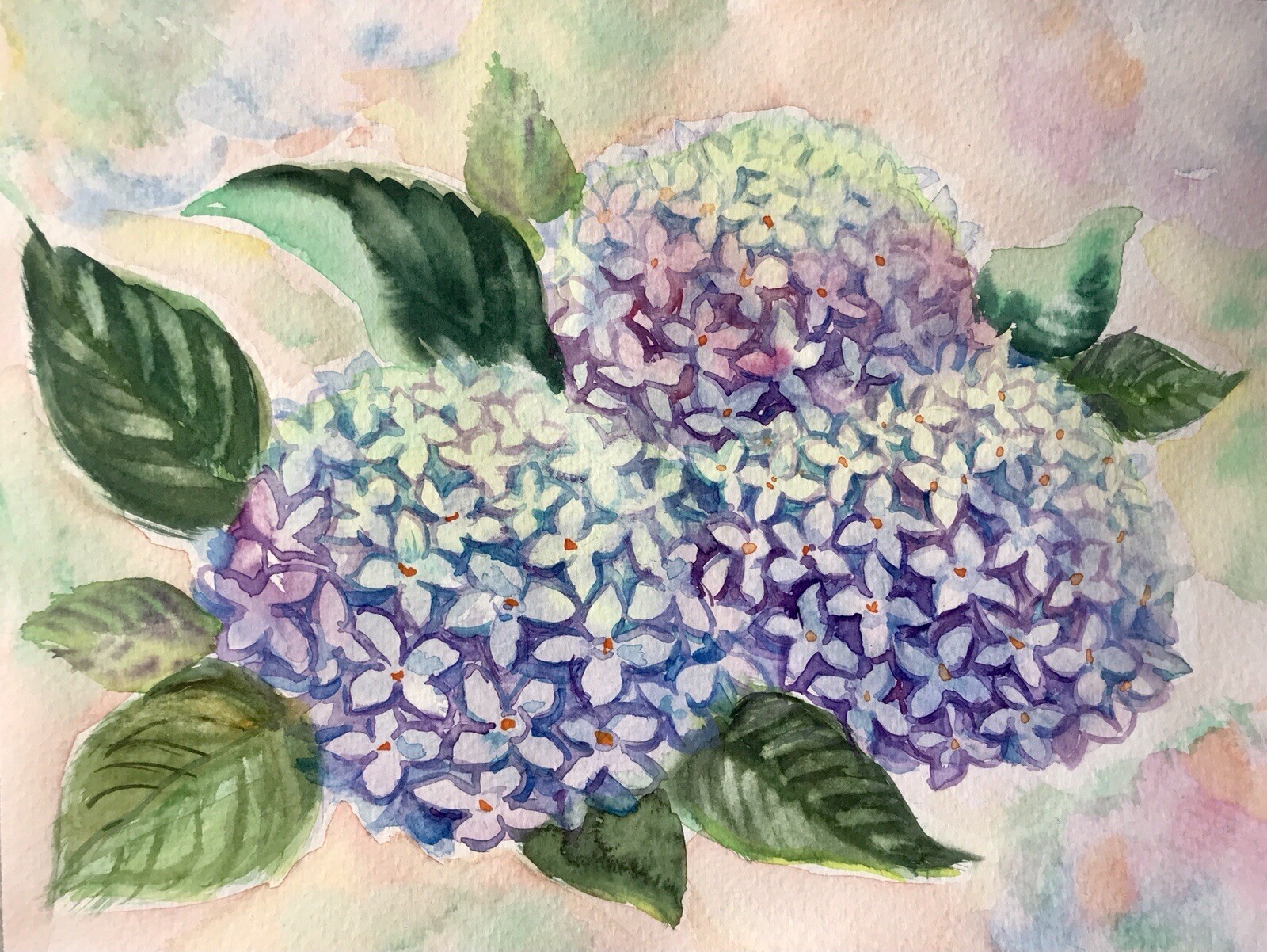 Original Watercolor. Hydrangea Flowers. Blue, Purple Floral Wall Art 9″x12″