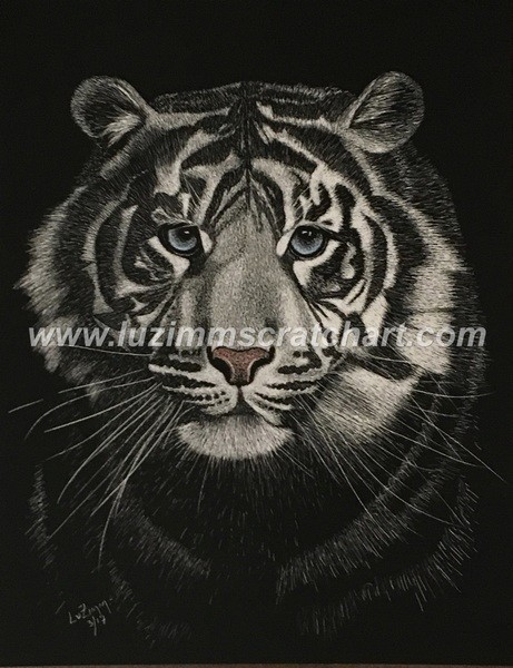 A Sumatran Tiger’s Face -Reg Board 8.5″x11″ Scratch Signed