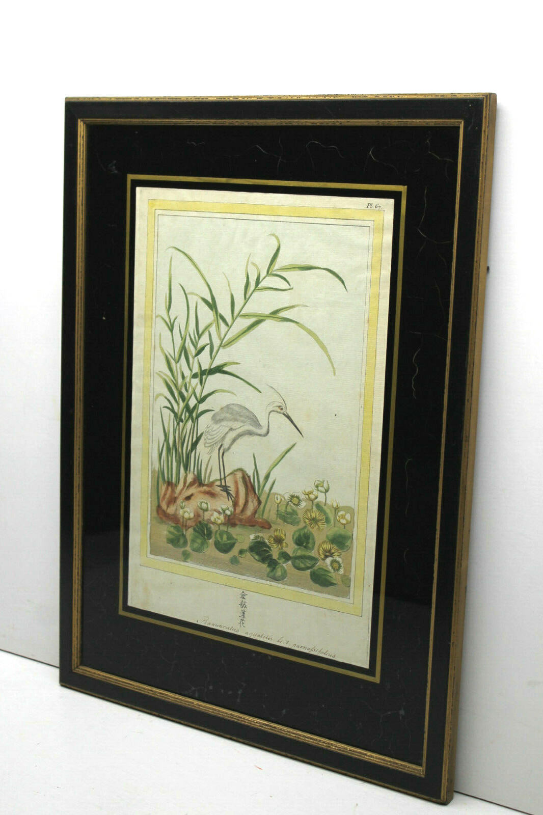Note on Reverse:1749 Antique Possible Japanese Stork Ramunculus Aquatis Plate 67