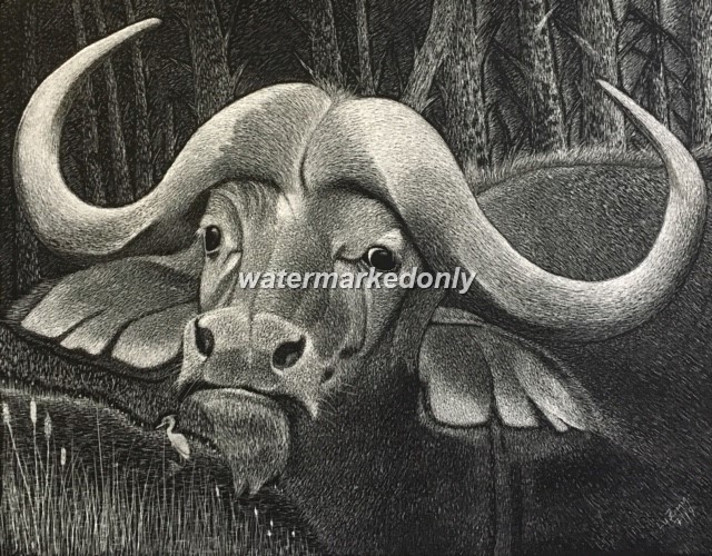Yes This is a Water Buffalo, Can’t you Tell?- Reg. Board 11″x14″ Scratch Signed
