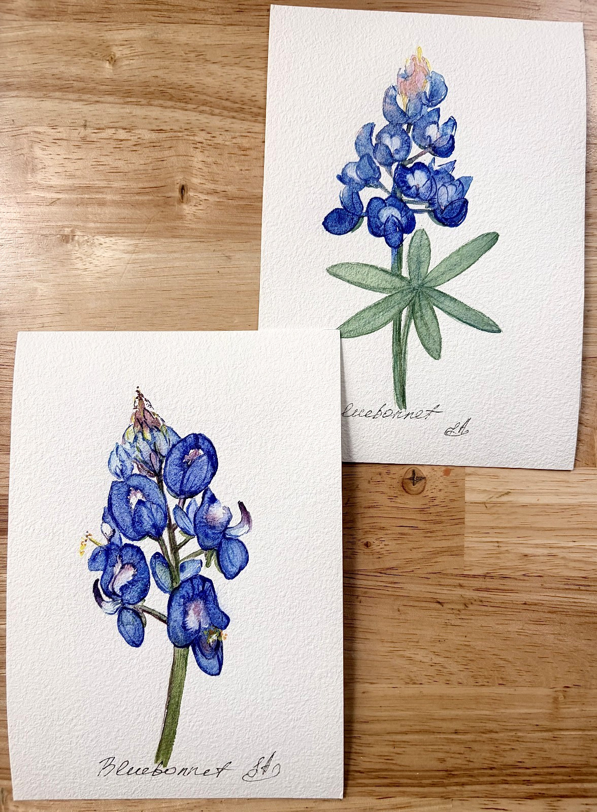 Bluebonnet Watercolor Paintings Set Original Texas Wildflower Botanical Art