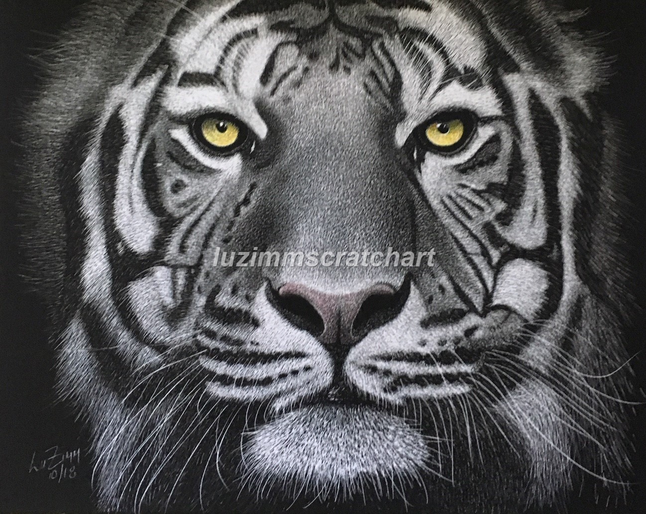 White Tiger Face Close up-Great Looking Eyes! -Reg Board 8.5″x11″ Scratch Signed