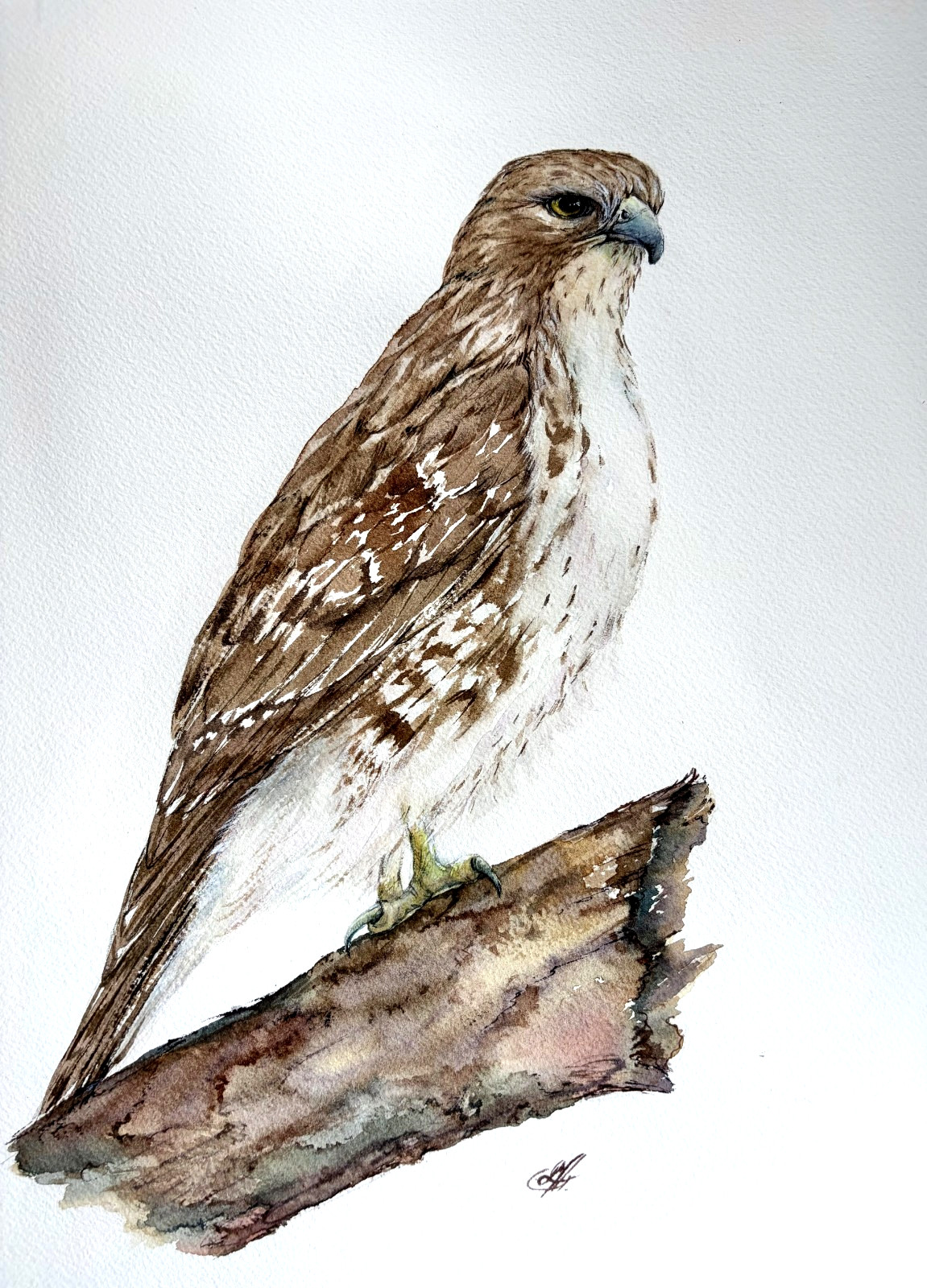 Golden Hawk – Original Watercolor Painting 12×16 Signed Liz Altin