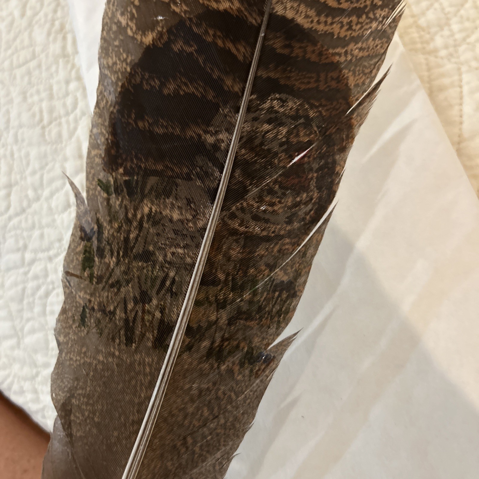 Hand Painted Turkey Feather. Signed Marte Erb. School Auction 6/18/2010. No. 69.