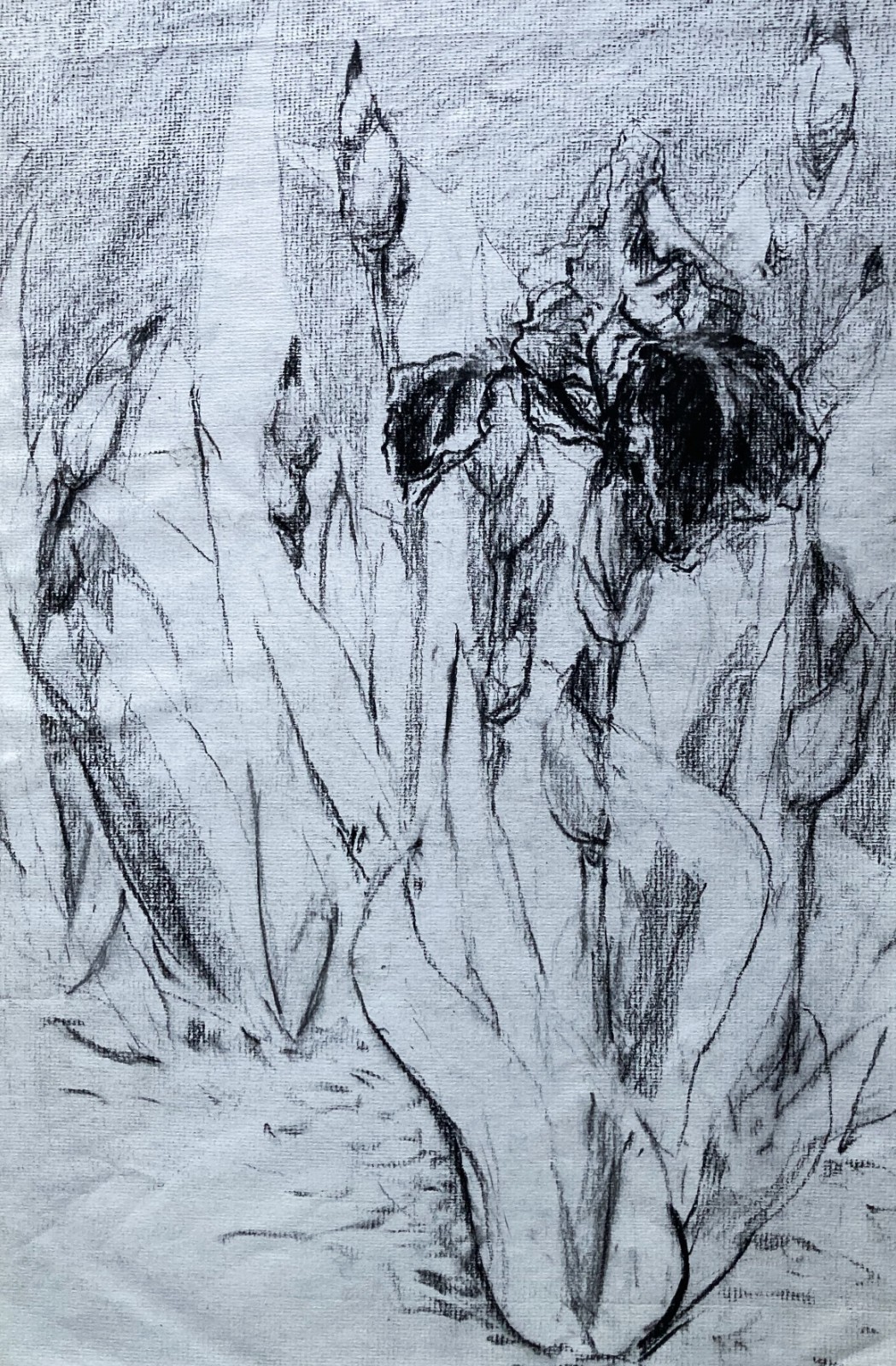 Iris Flower Study – 25×35 cm Original Pencil Drawing by Dorothy Laz