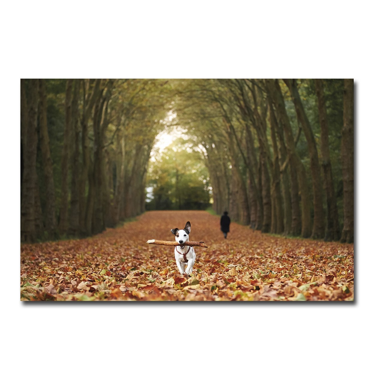 Jack by 1x Collection Gallery-Wrapped Canvas Giclee Art (24 in x 36 in)