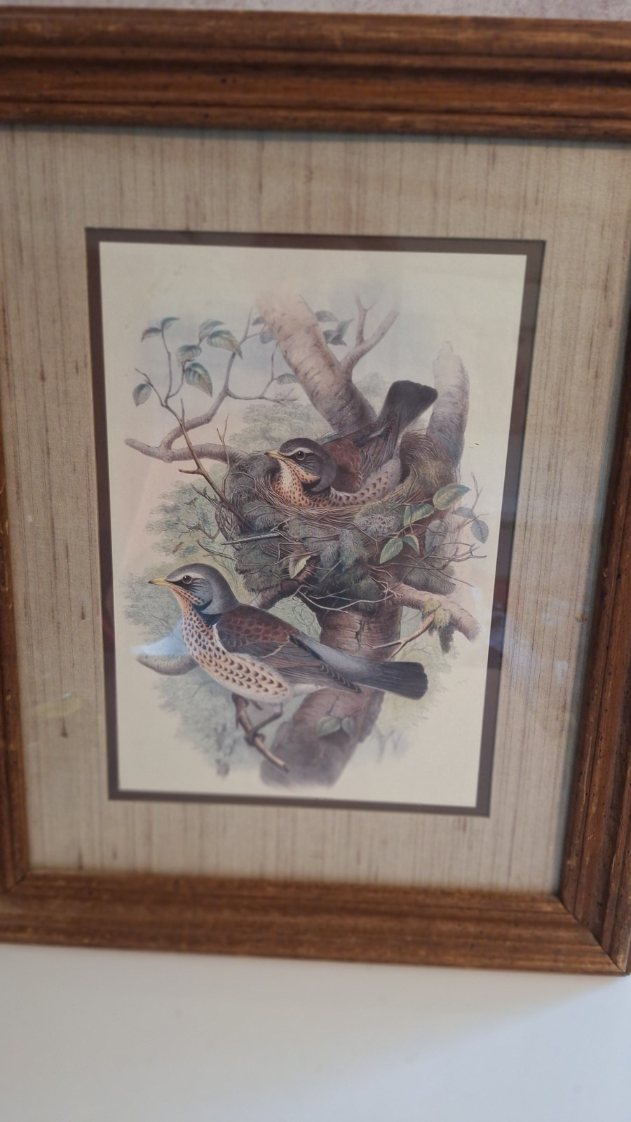 FRAMED VINTAGE BIRD NESTING SCENE PRINT WOOD THRUSH WALL ART DECOR