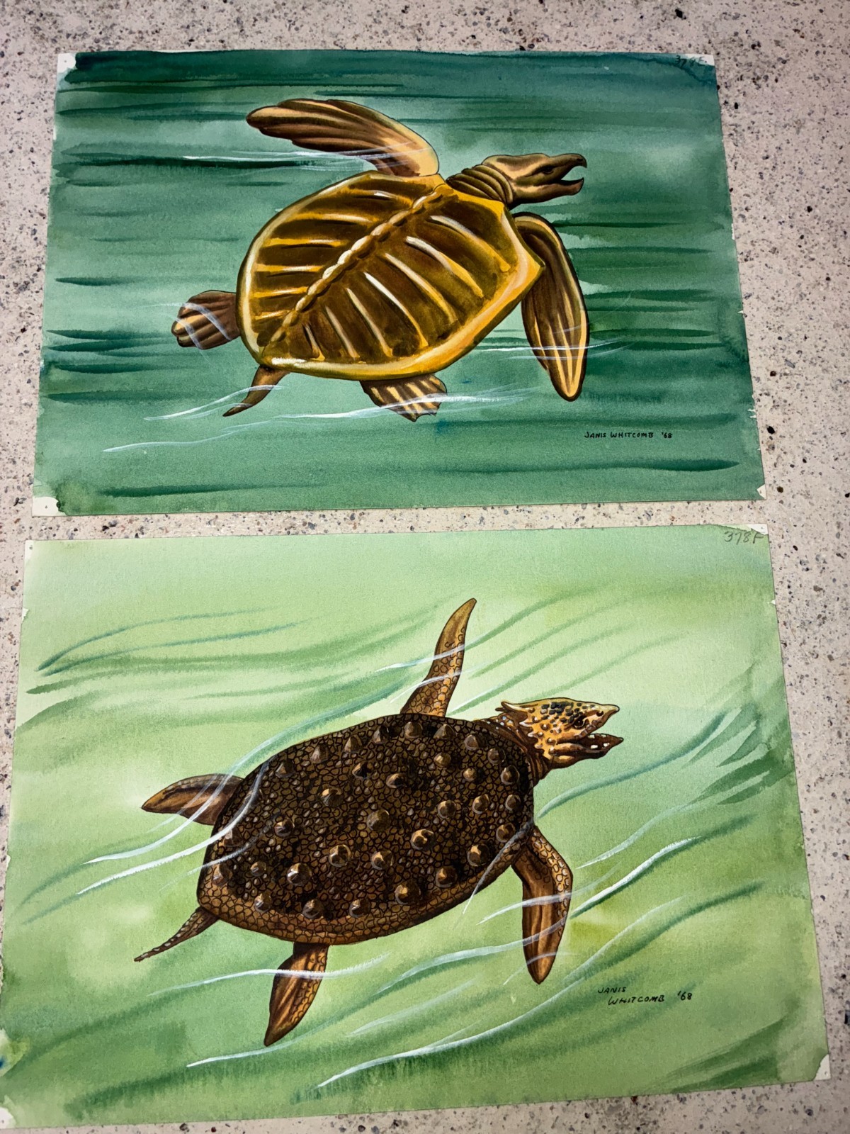 Janis Whitcomb ’68 vintage original watercolor paintings~Archelon~prehis turtles