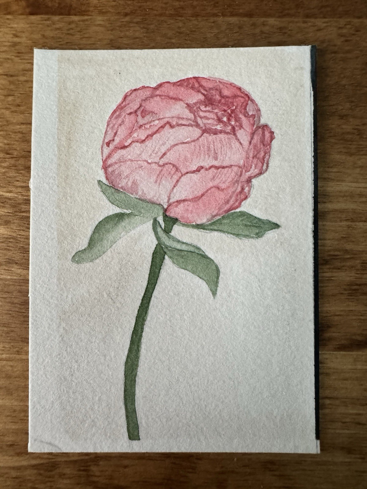 ACEO “Pink Peony For Me” Watercolor By DBossert Features Floral Peony