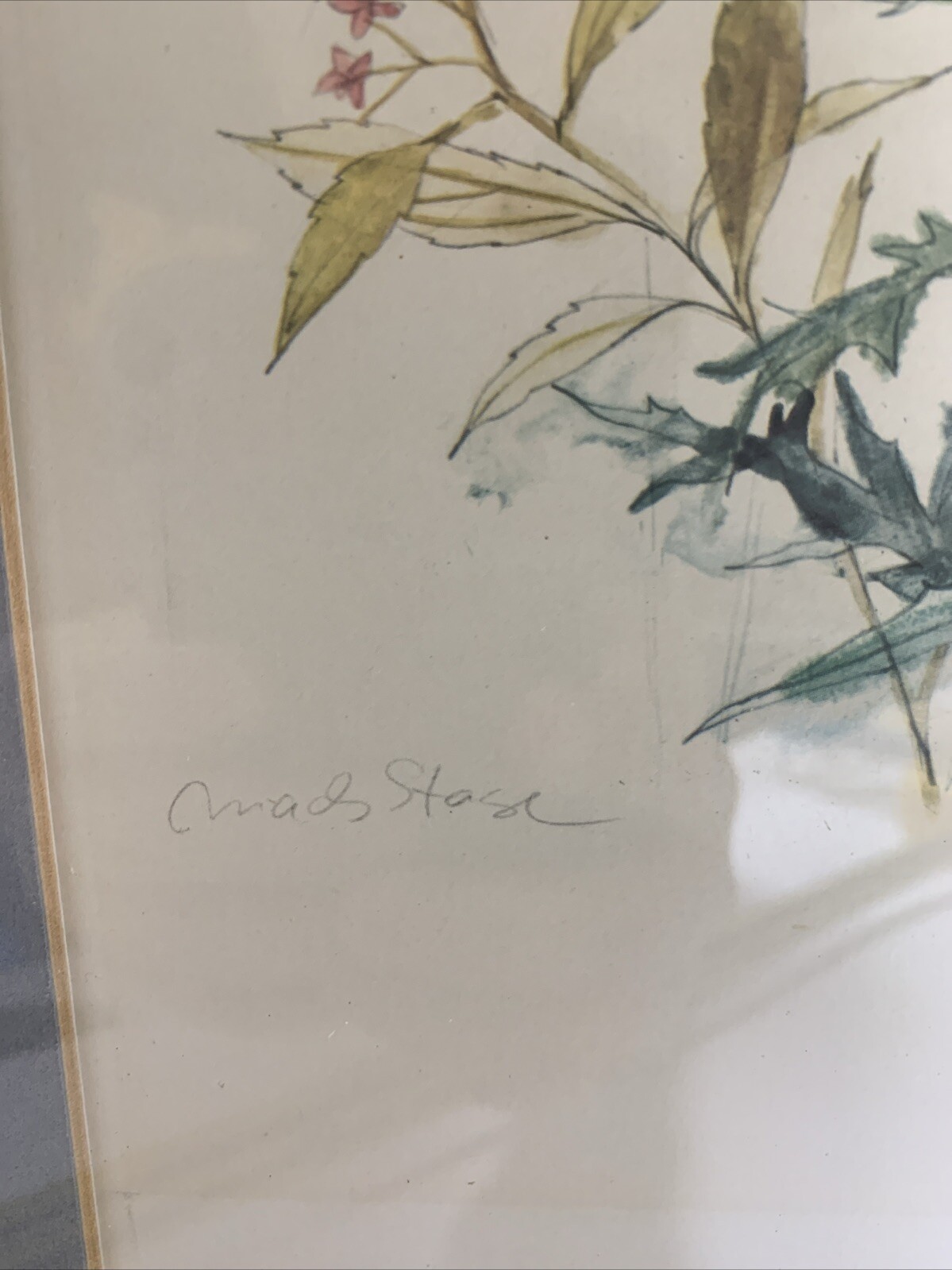 Original Watercolor By Mads Stage, Thistle & Butterfly 13″x 9″