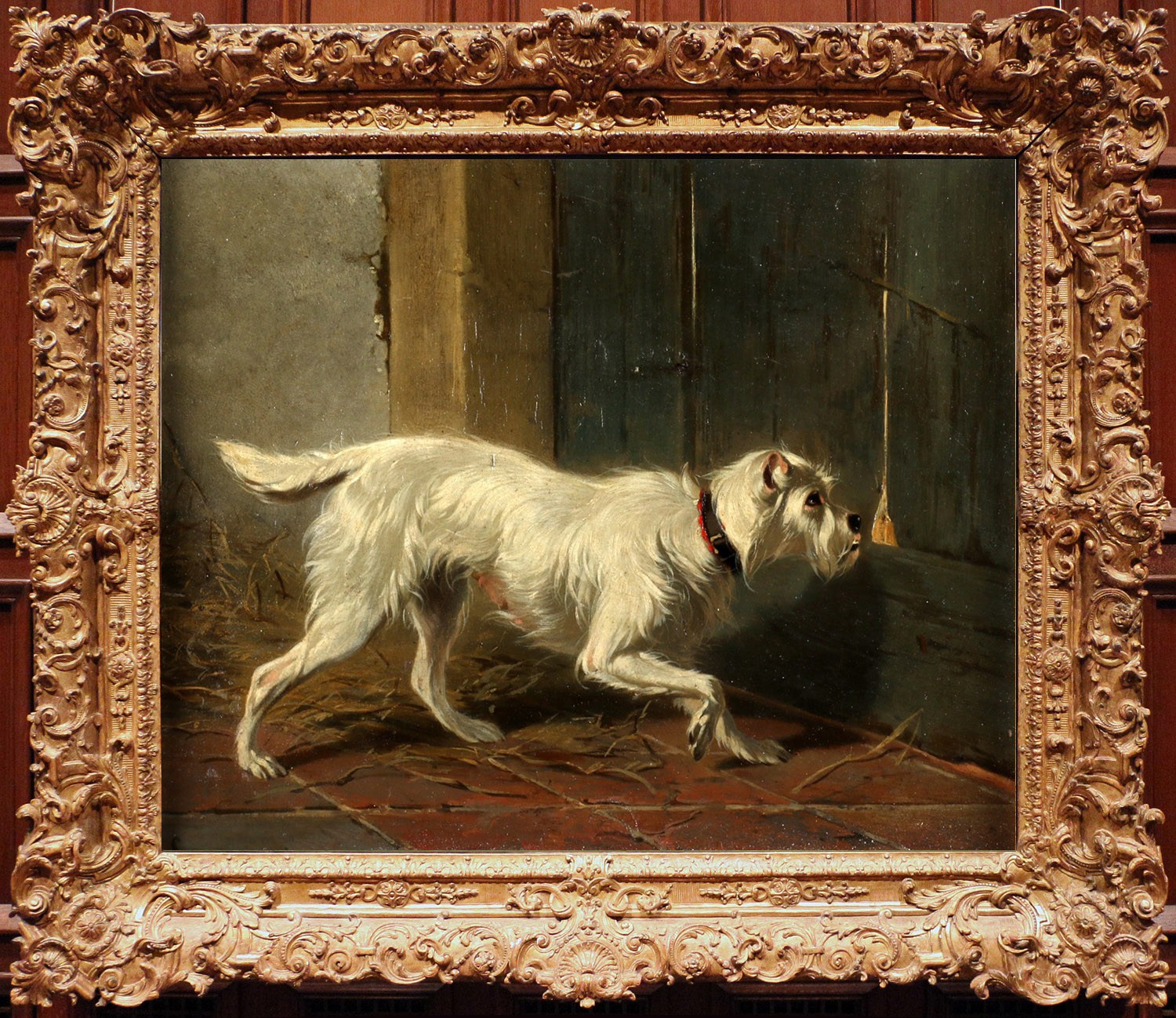 Hand Painted Oil Painting Classic Alert White Wirehair Hound Dog With Red Collar