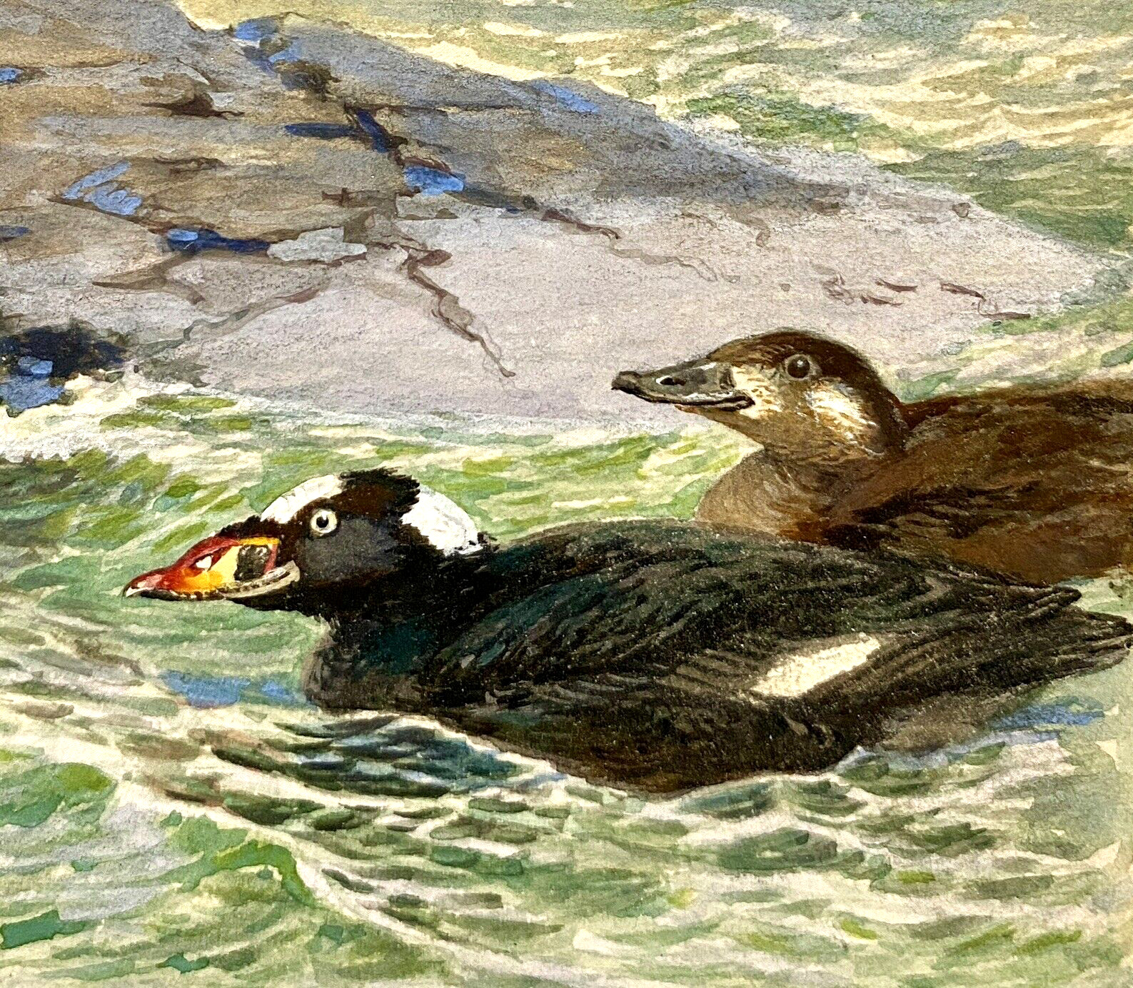 Bruce Horsfall Original Miniature Bird/Duck Art Painting – Surf Scoter, Signed