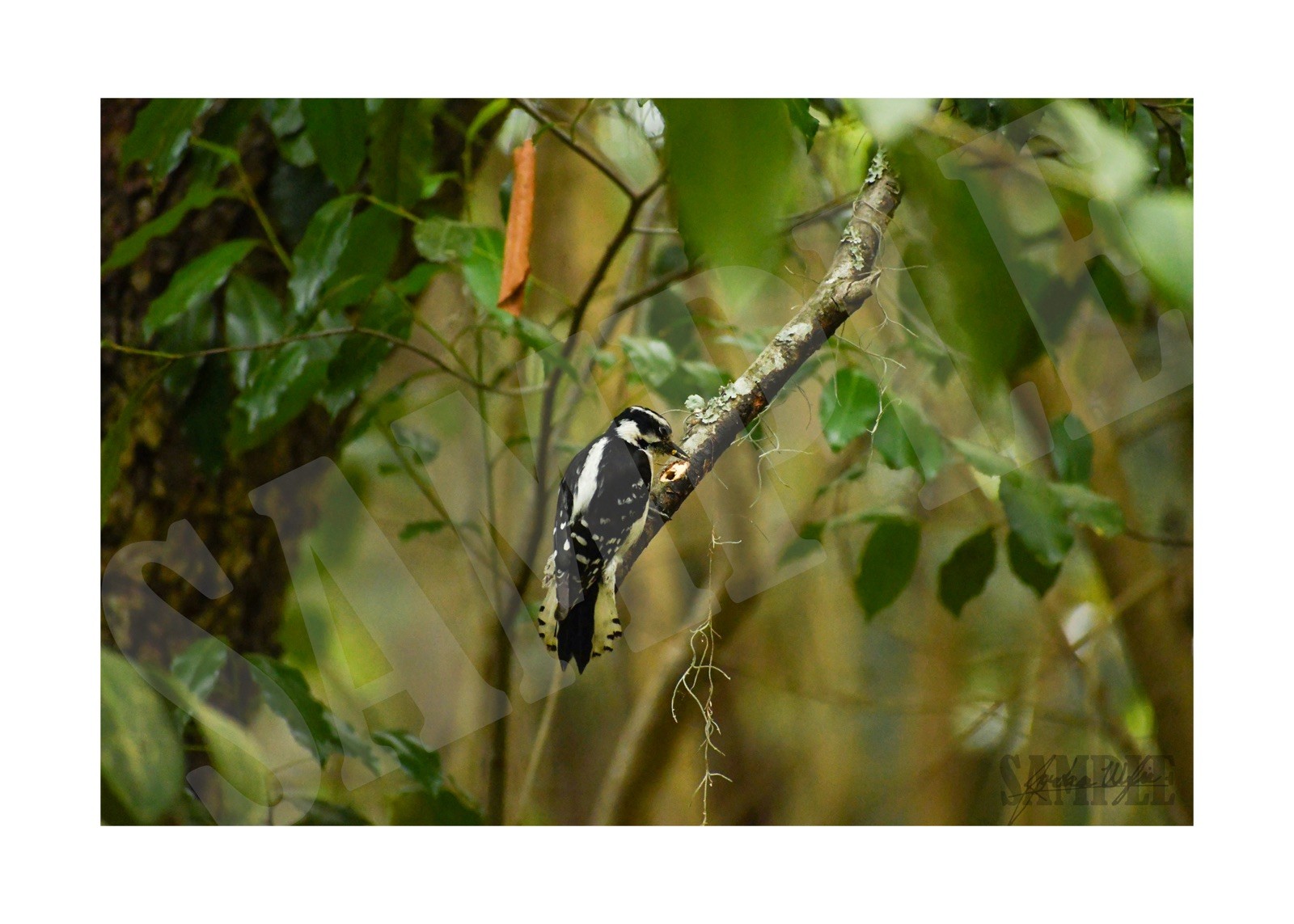 Downy Woodpecker Wall Print