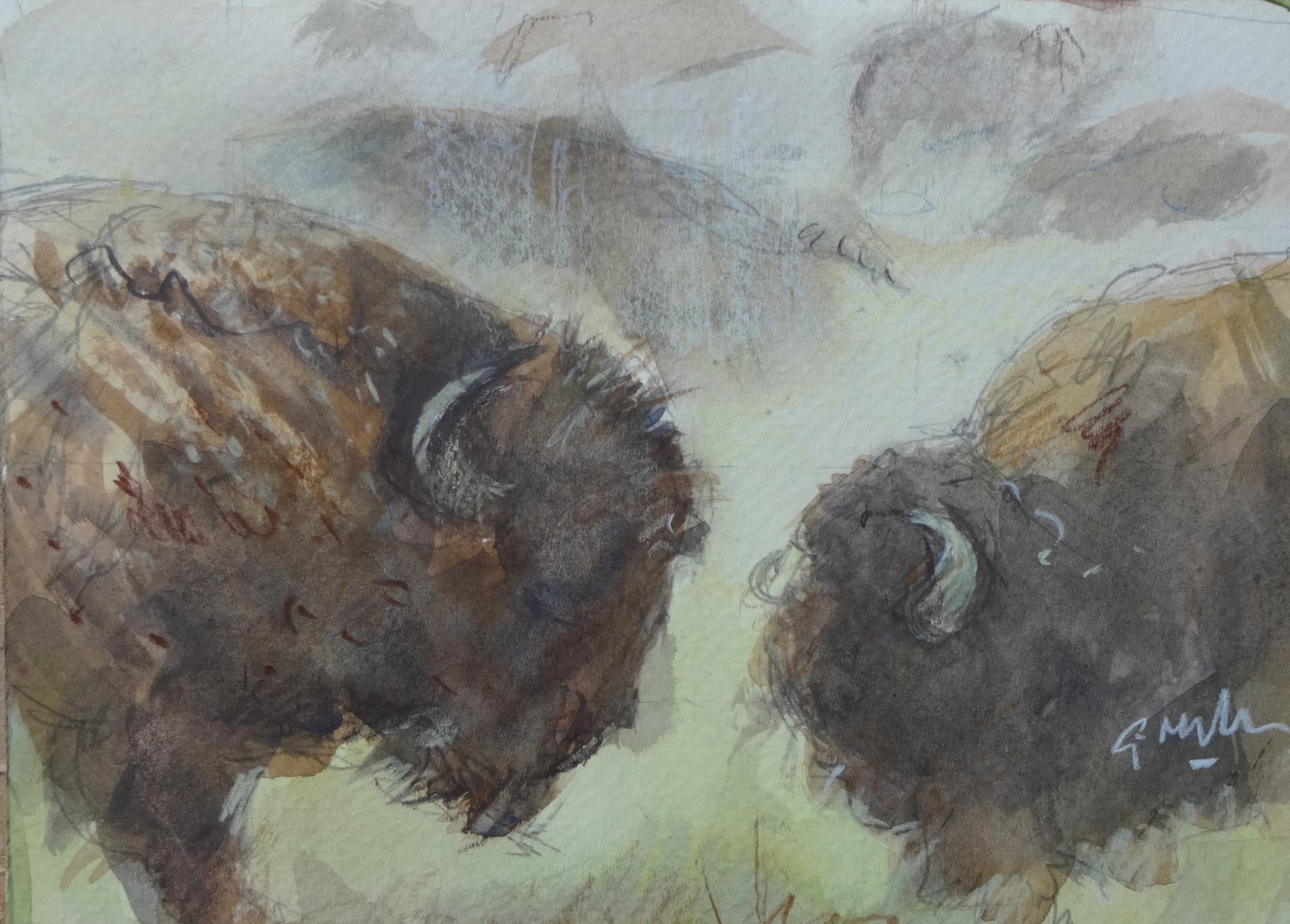 GERRY MILLER. Watercolour – «2 Buffalo». No frame. 20x14cm.
