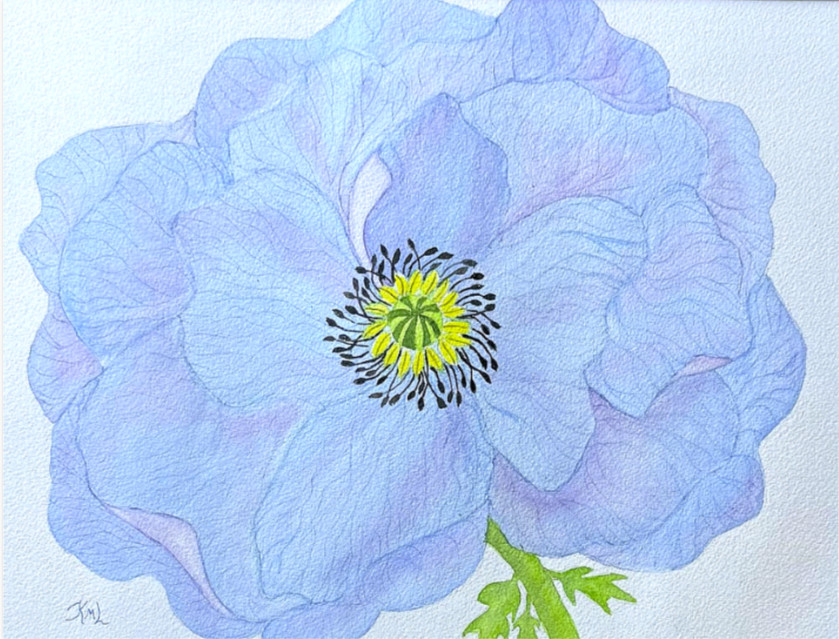 PAINTING WATERCOLOR 11X14 MAT 16X20 FLOWER POPPY BLUE PURPLE FLORAL ORIGINAL ART