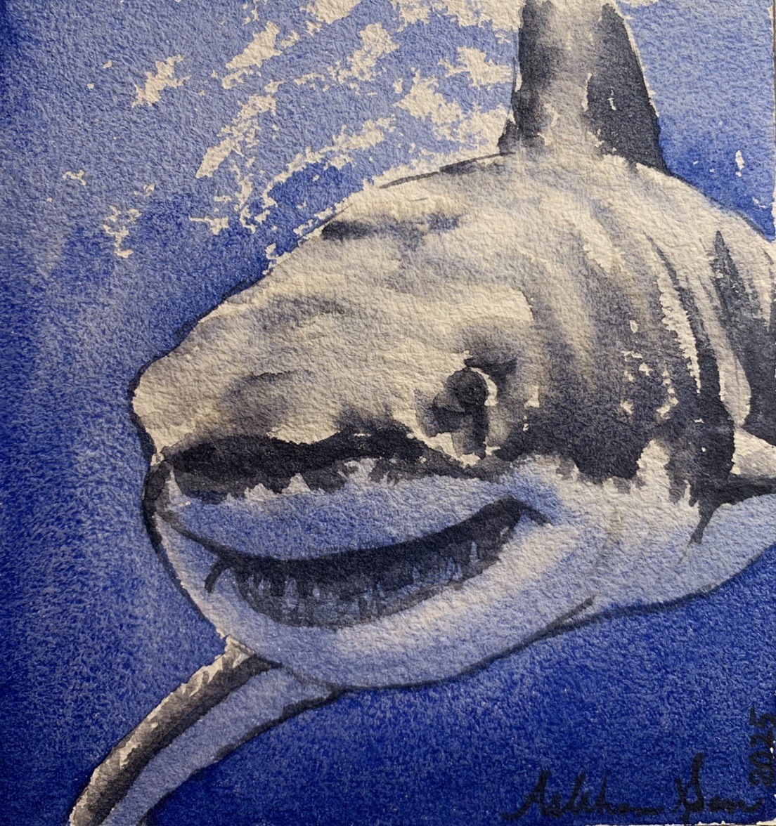 Great White Shark Original watercolor painting underwater marine animal art 6×6”