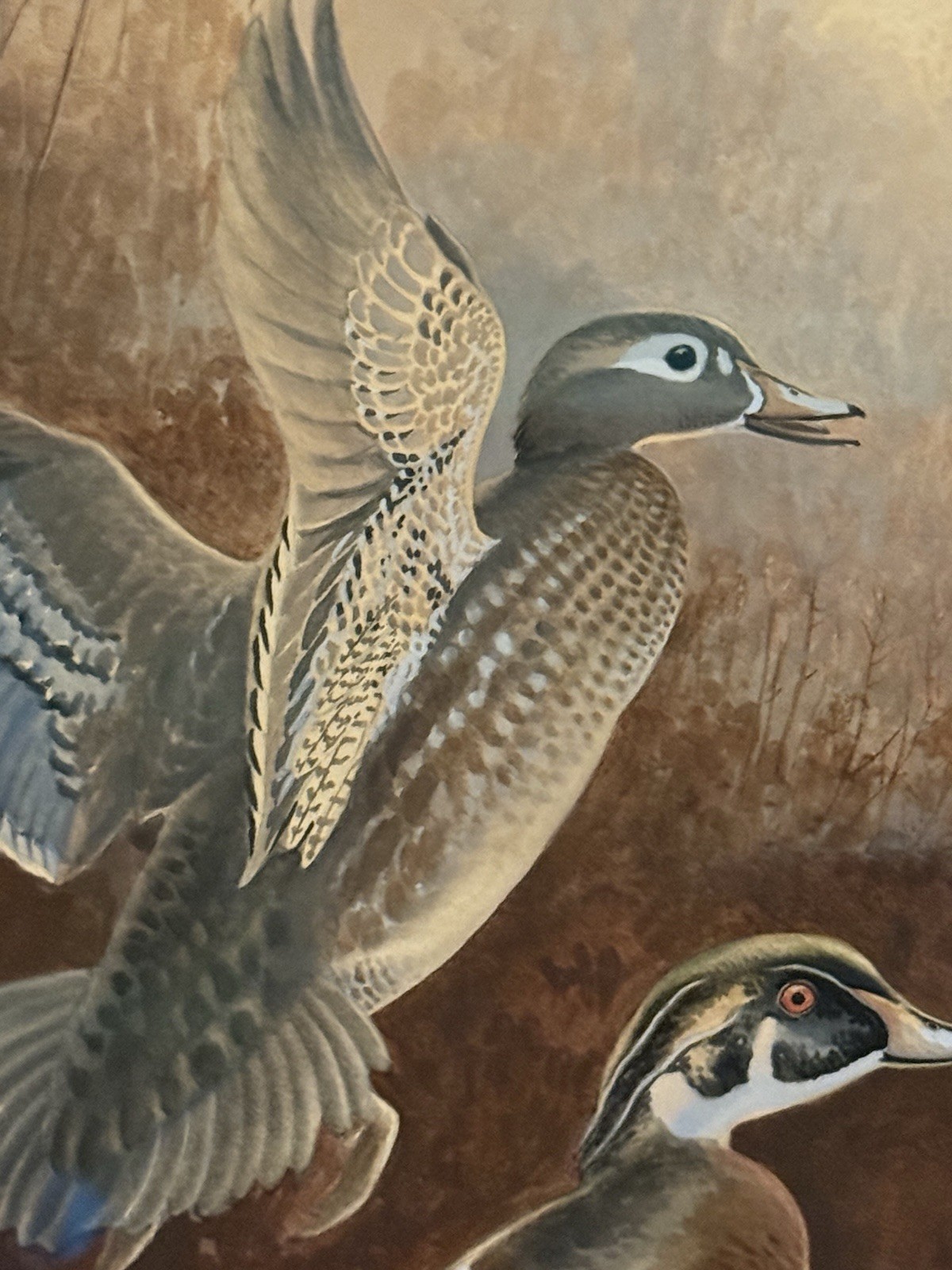 George Miksch Sutton Original Bird/Duck Art Painting Wood Ducks, Signed, Framed