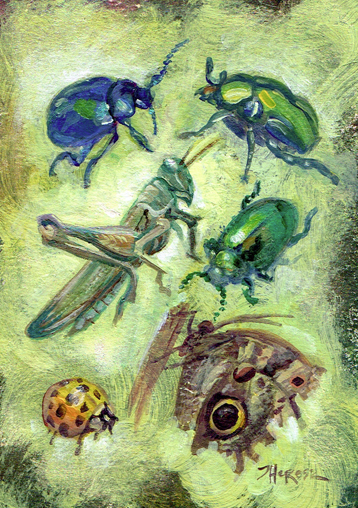 Insect Moth Ladybug Beetle Grasshopper Bug 5×7 Original Acrylic Art TBARTSARTIST