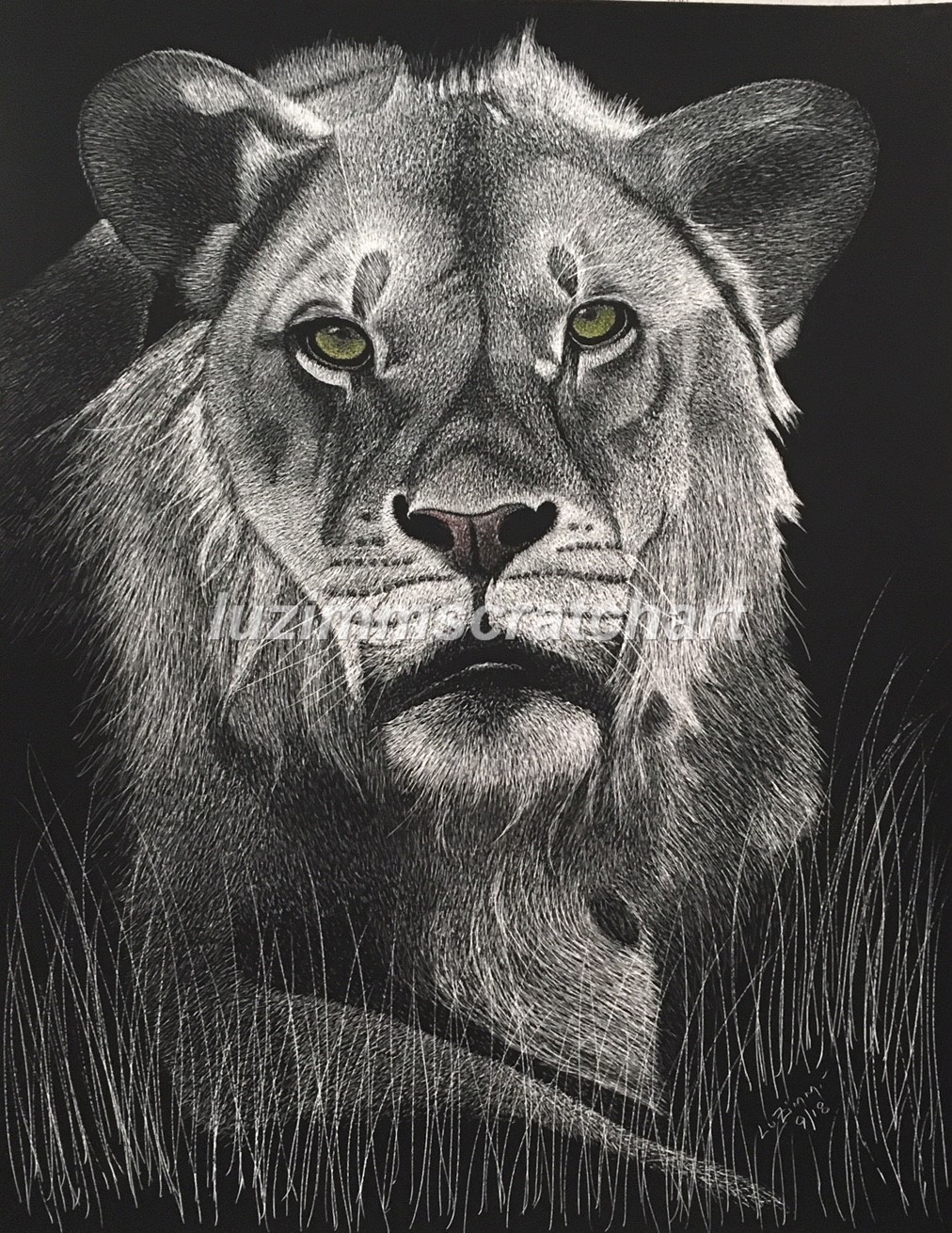 A Good looking Old Lion Portrait Reg. Board 11″x14″ Scratch Signed