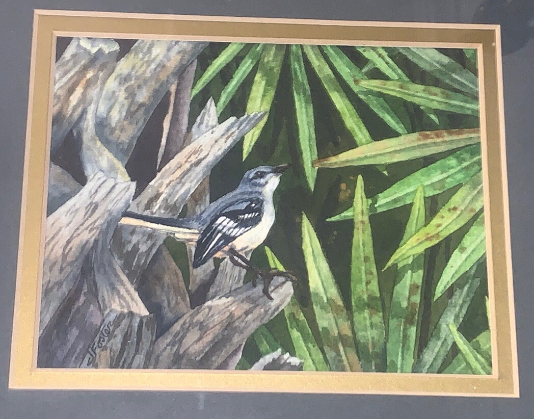 VTG ‘05 Florida Mockingbird W/C FL Artist Joan Foster 10 5/8”T 12 5/8”W Framed