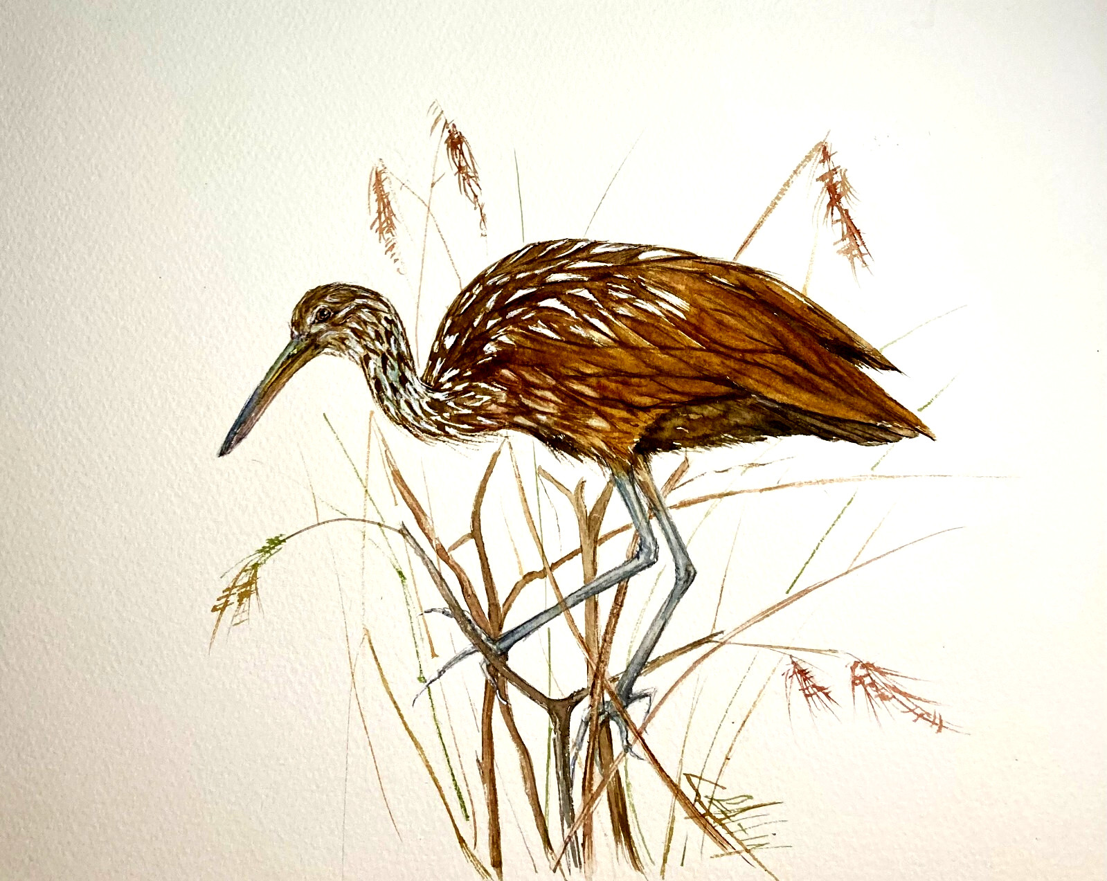 Limpkin Bird Original Watercolor Painting Wildlife Marsh Art Liz Altin