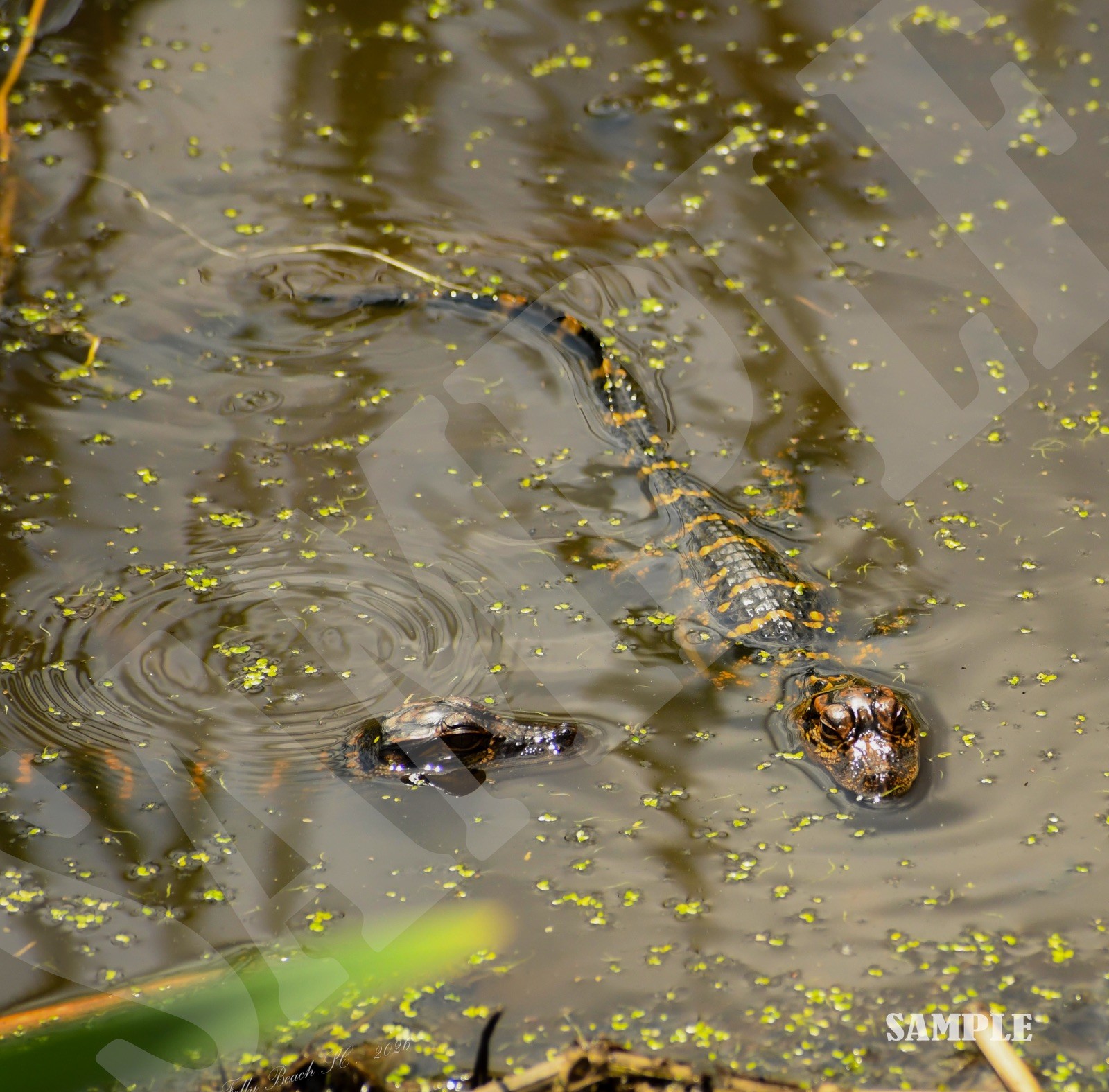 Baby Alligator Wall Print