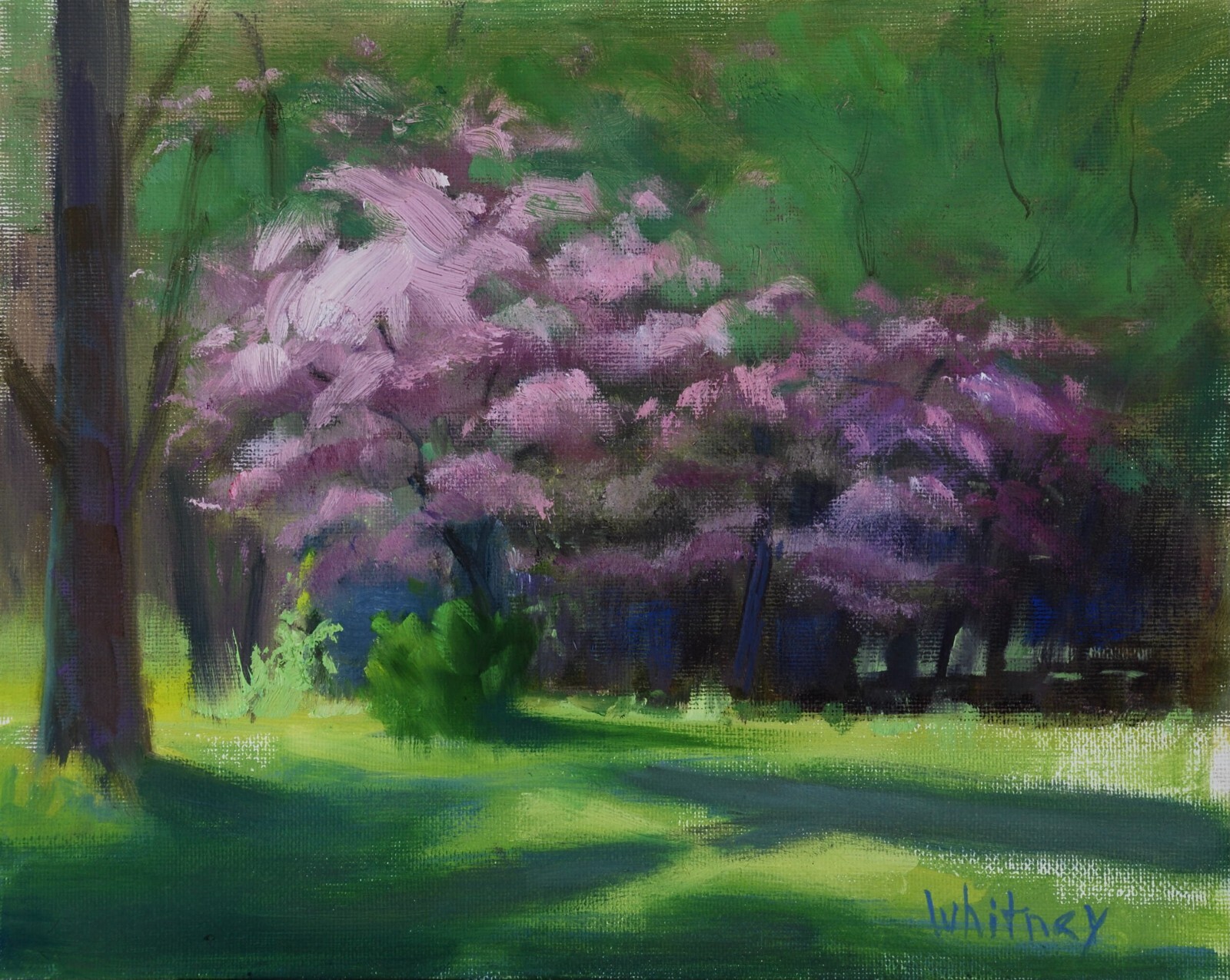 Spring Landscape Redbud Trees Pink Sunlight and Shade Original Oil 8×10 Whitney