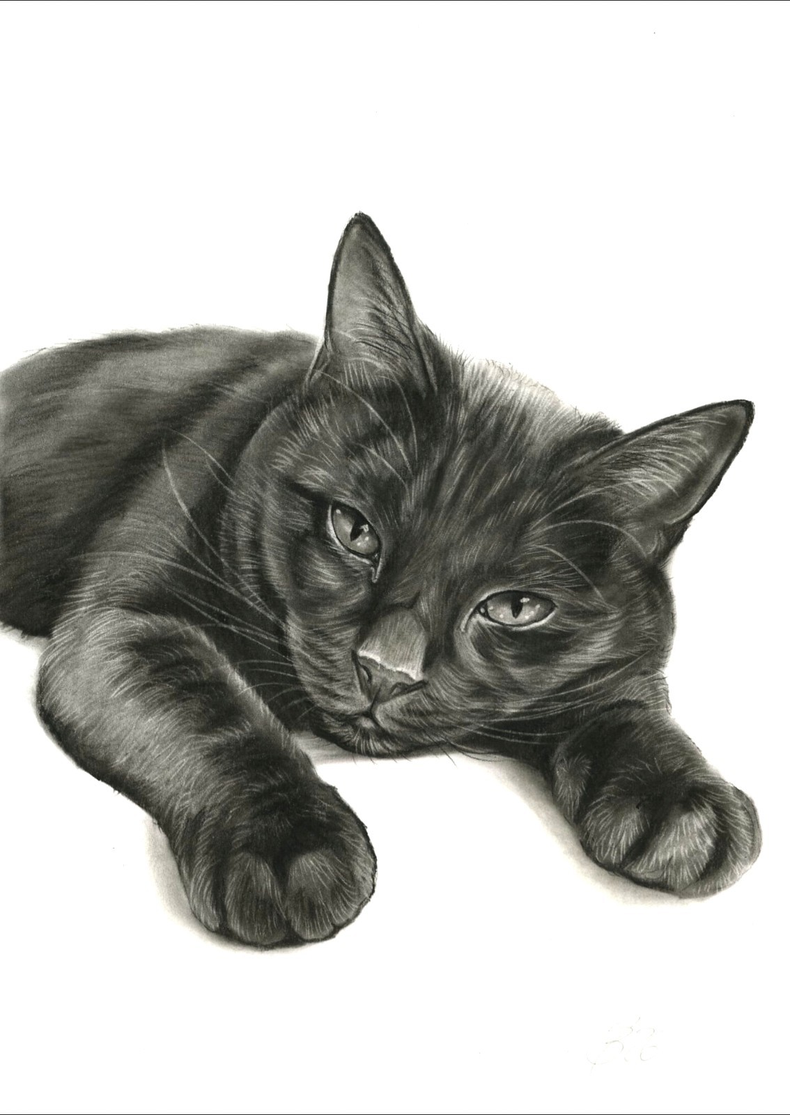 Black Cat Black Cat Charcoal Painting Charcoal Drawing Picture Art #84