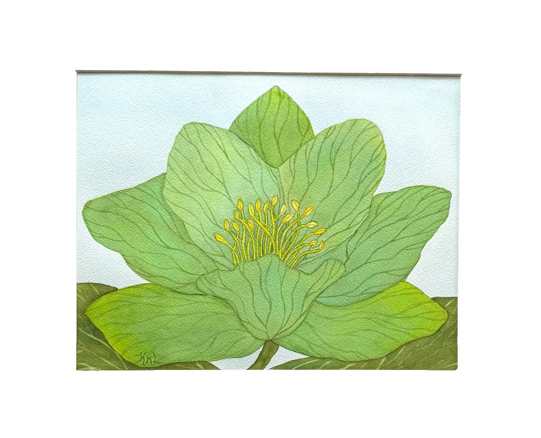PAINTING WATERCOLOR 11X14 & MAT 16X20 FLOWER HELLEBORE GREEN YELLOW ORIGINAL ART