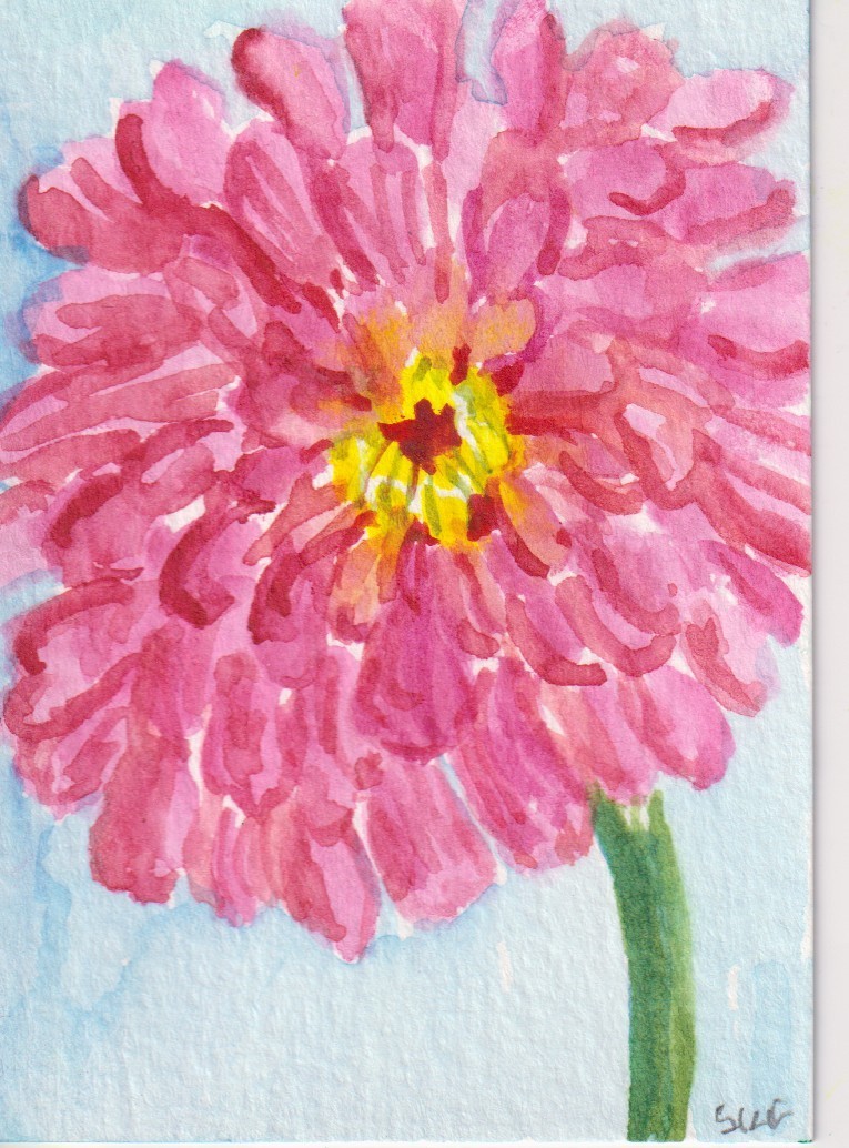 Original ACEO Pink Zinnia Watercolor Painting Sharon Foster Signed Art