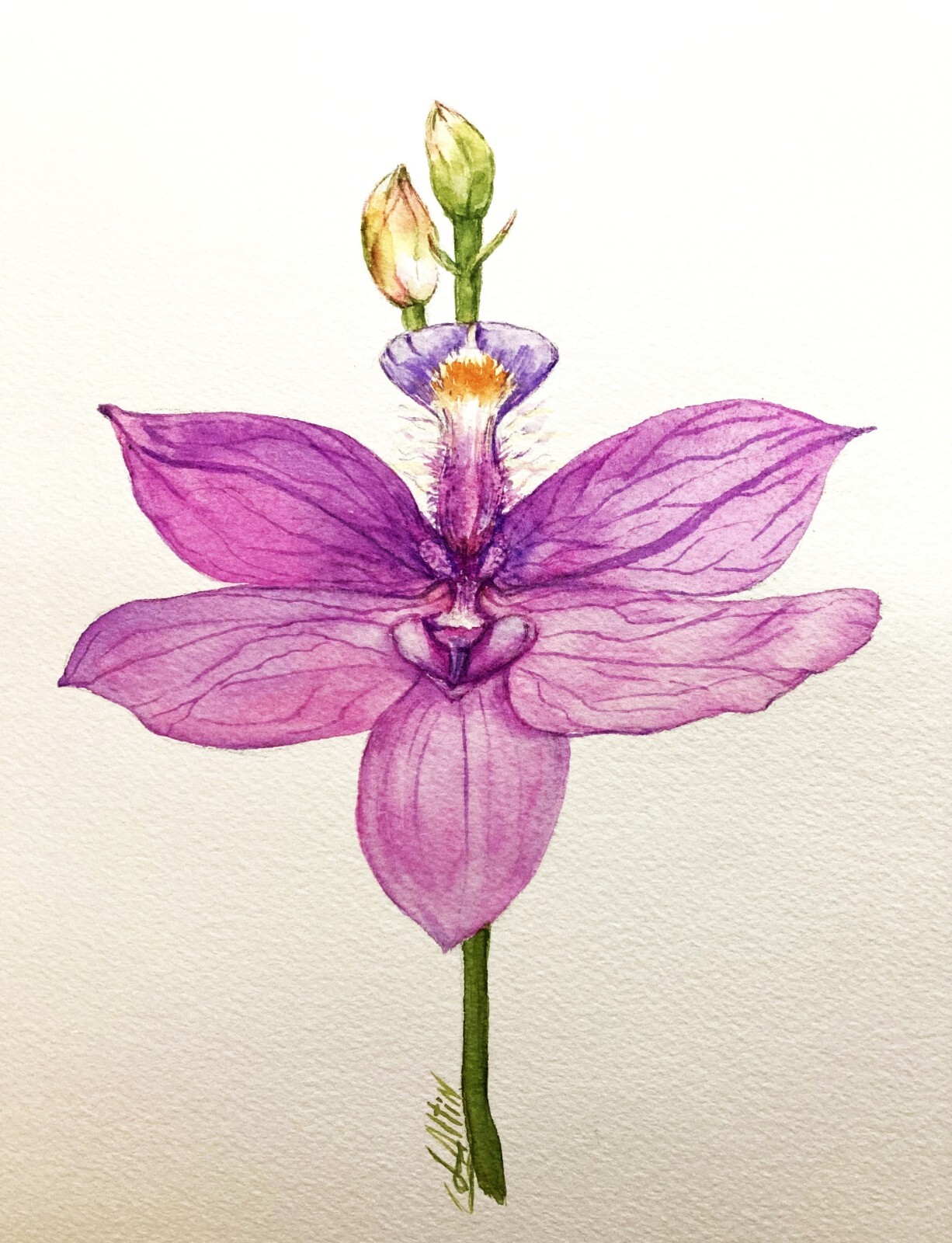Orchid Flower Exotic Watercolor Original Painting Floral Art