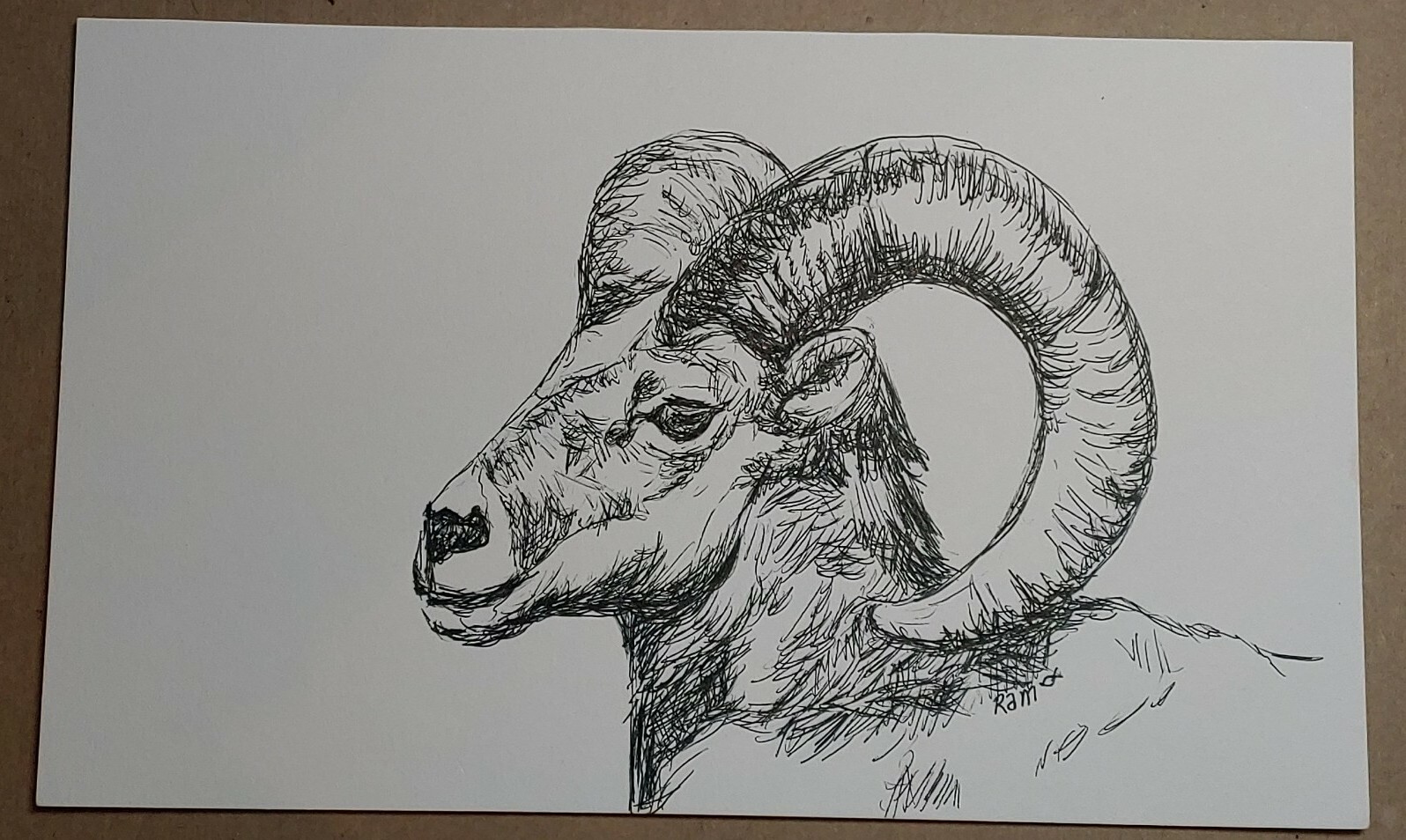«Big Horn» La Quinta Sheep Original Ink Sketch RAMfish Artist 5 1/2″ X 8″