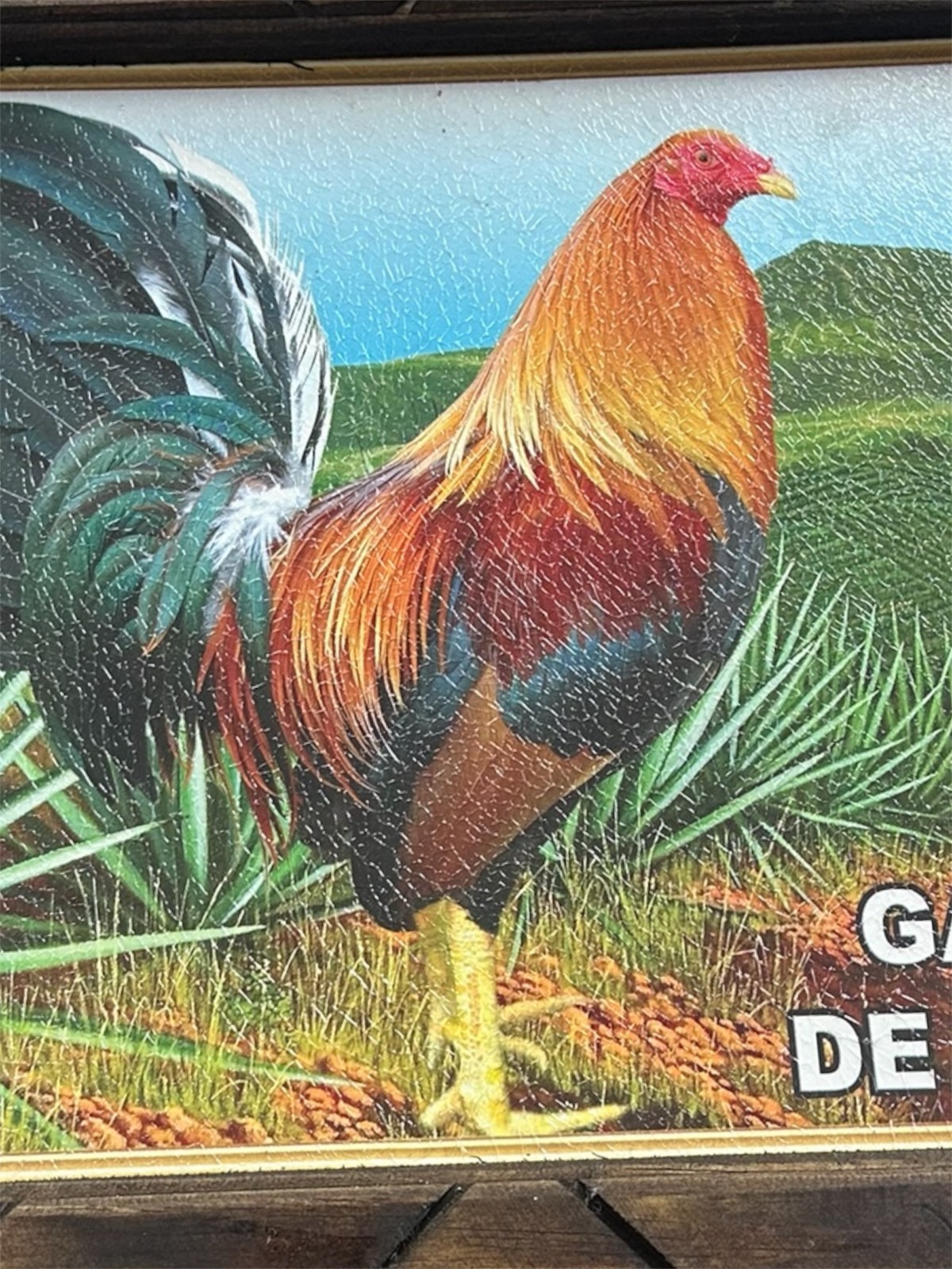 FRAMED PRINT ,18″ x 13″ , 1st Quality , ROOSTER , GALLO DE PELEA