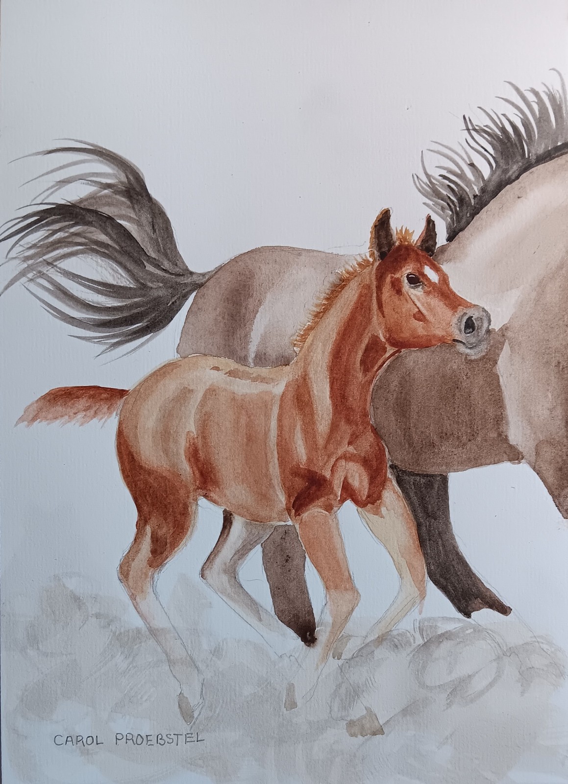 horse mustangs colt wildlife original watercolor painting Carol Proebstel