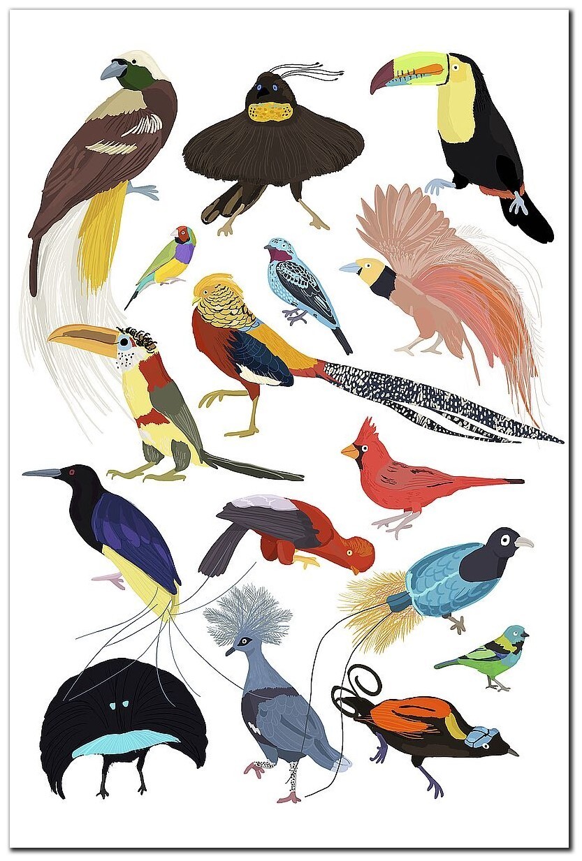 Birds of Paradise by Hanna Melin Gallery-Wrap Canvas Giclee Art (36 in x 24 in)