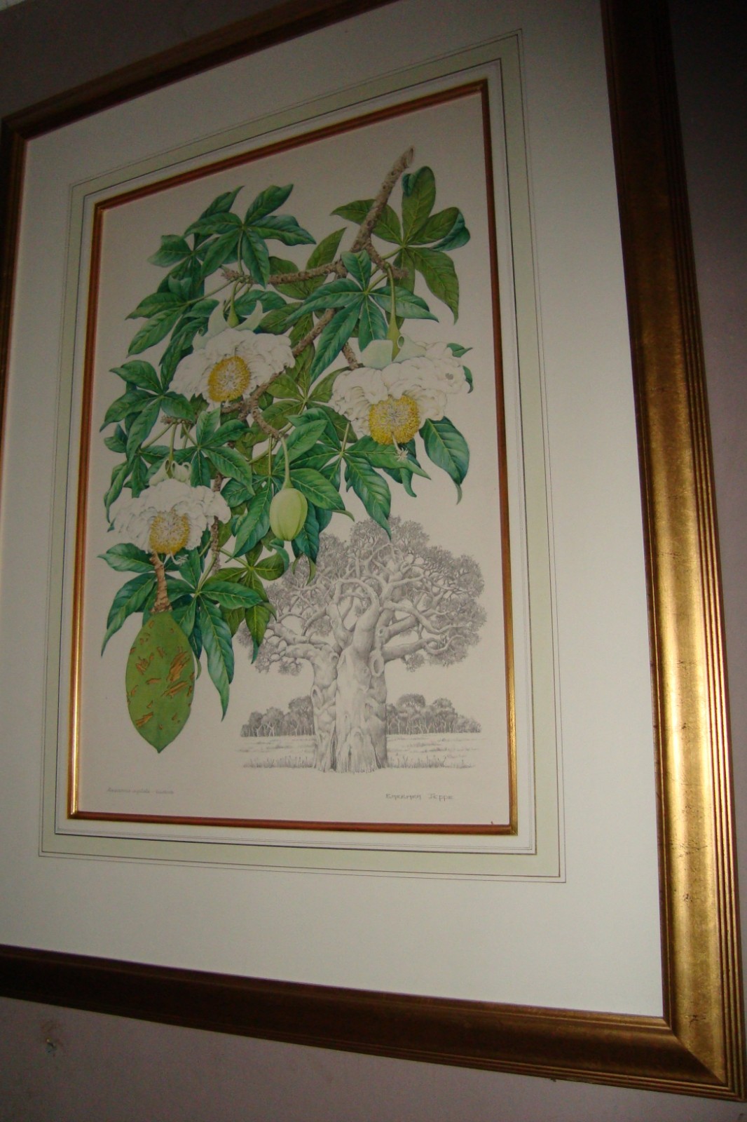Barbara Jeppe South African Botanical Water color Art work painting Baobab tree