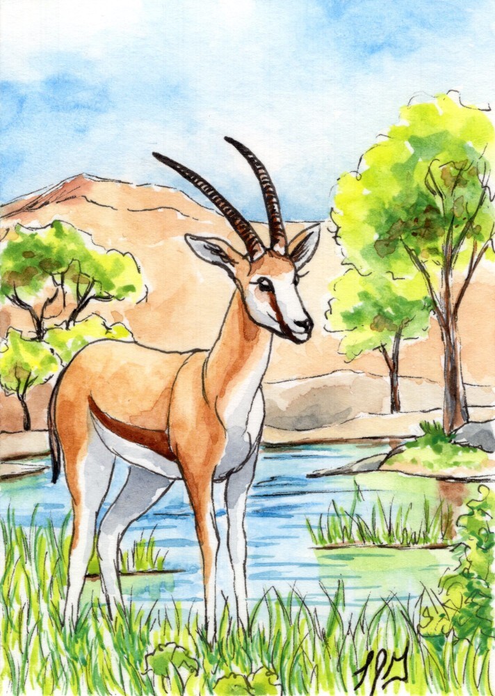 African Antelope Springbok Art ACEO ATC Original Ink n Wash Watercolor LJG