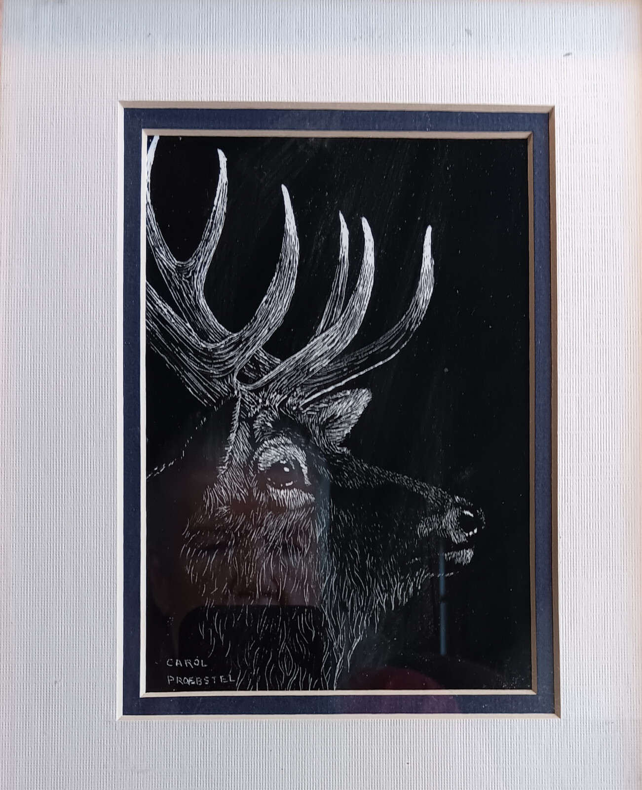 original scratchboard drawing etching elk wapati deer Carol Proebstel