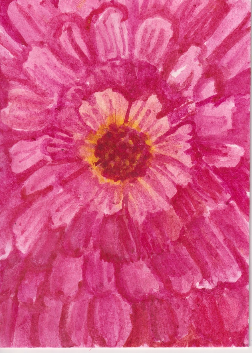 Original ACEO Pink Zinnia Watercolor Painting, Sharon Foster