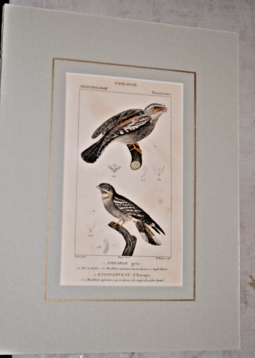 Antique Hand colored French Engraving Pierre Birds matted 1830 ready to frame