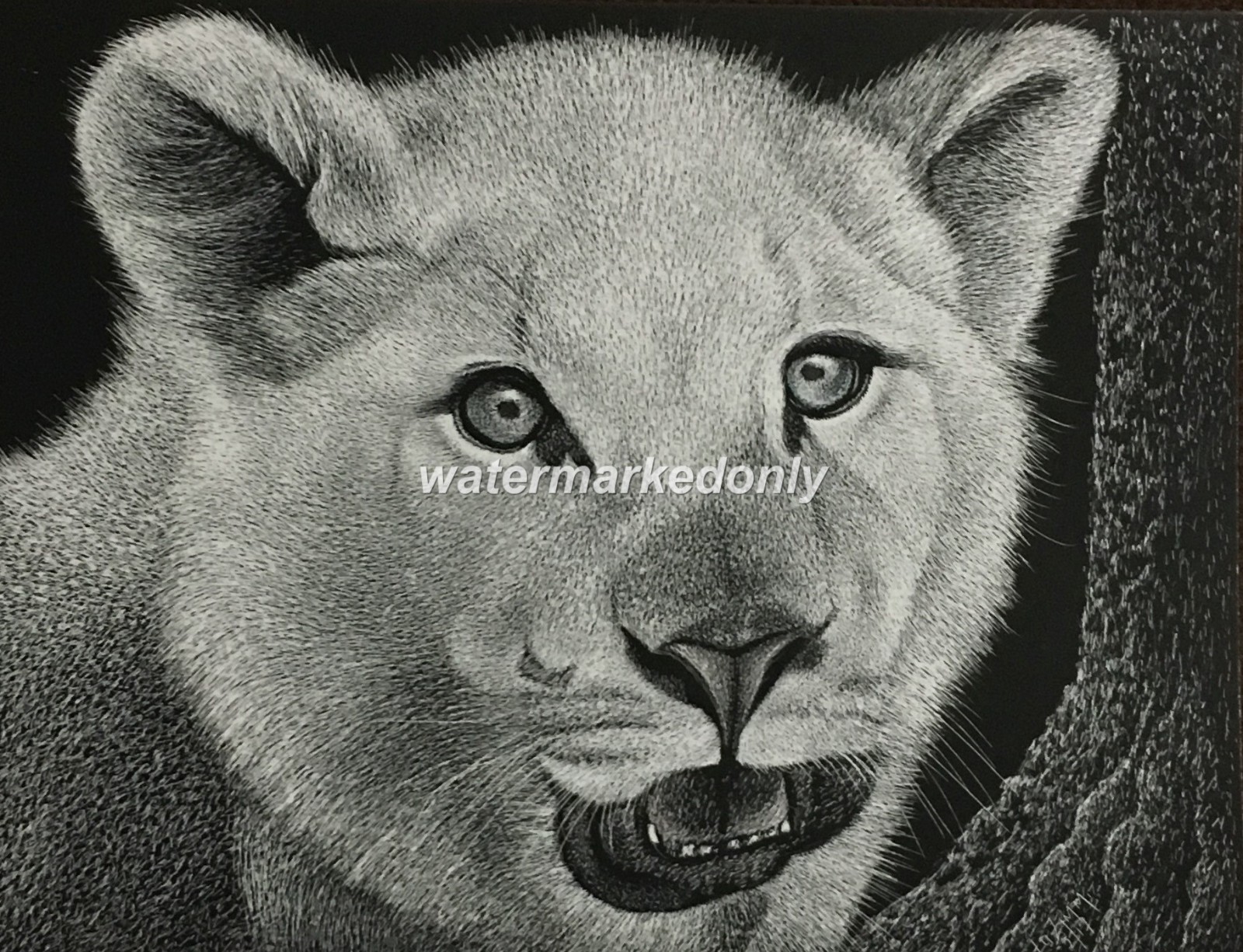 White Tiger Cub as Cute as They Come! -Reg Board 8.5″x11″ Scratch Signed