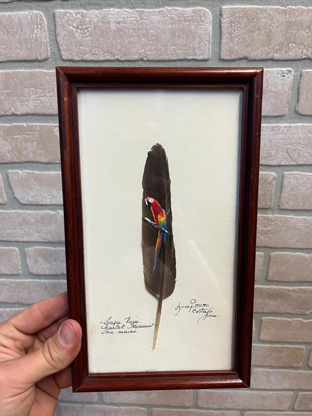 Vintage Painted Scarlet Macaw Feather Painting Framed Arara Roja Tropical Bird S