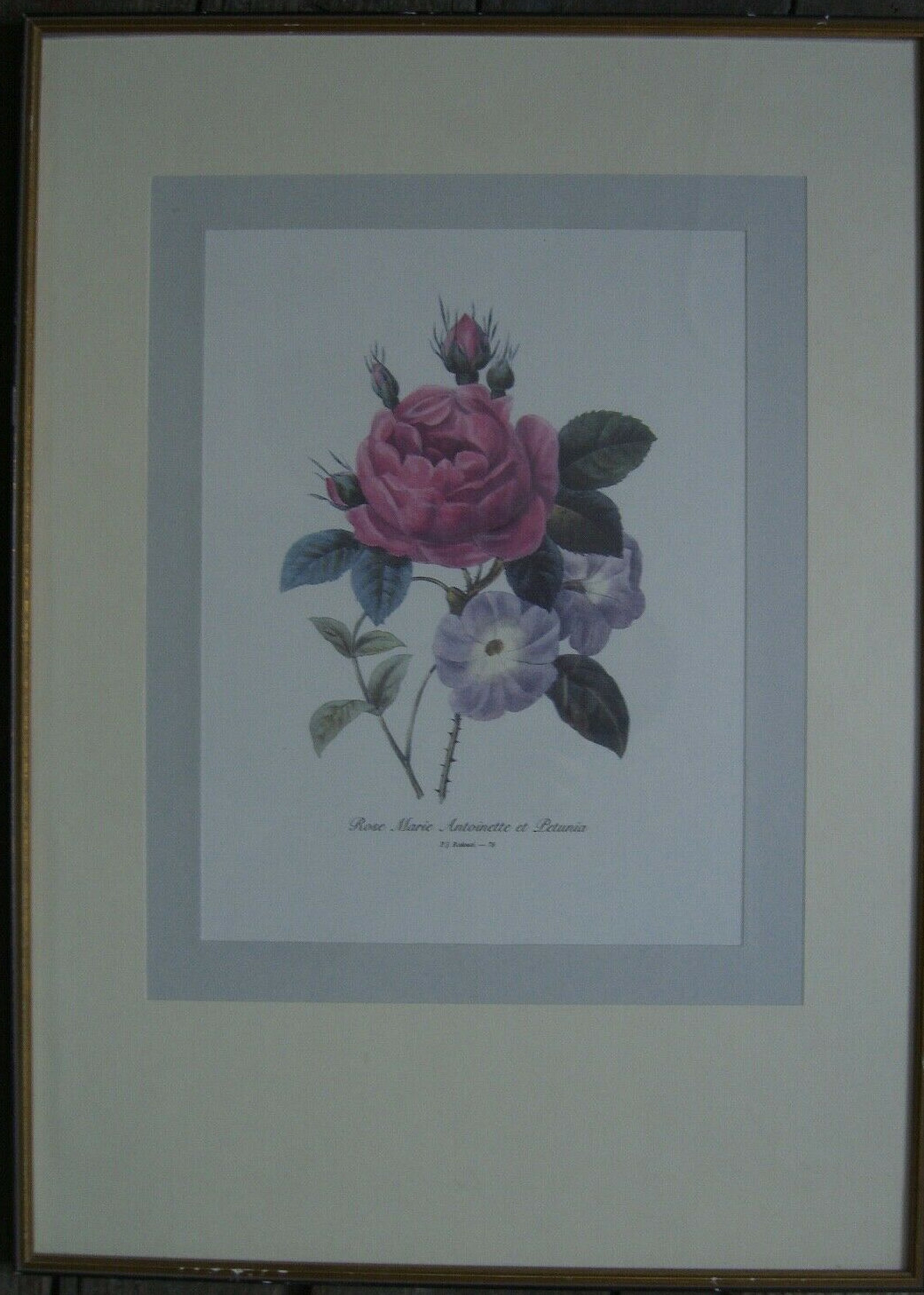 Print Reproduction Rose Marie Antoinette ET Petunia P.J. Redoute Flowers Antique