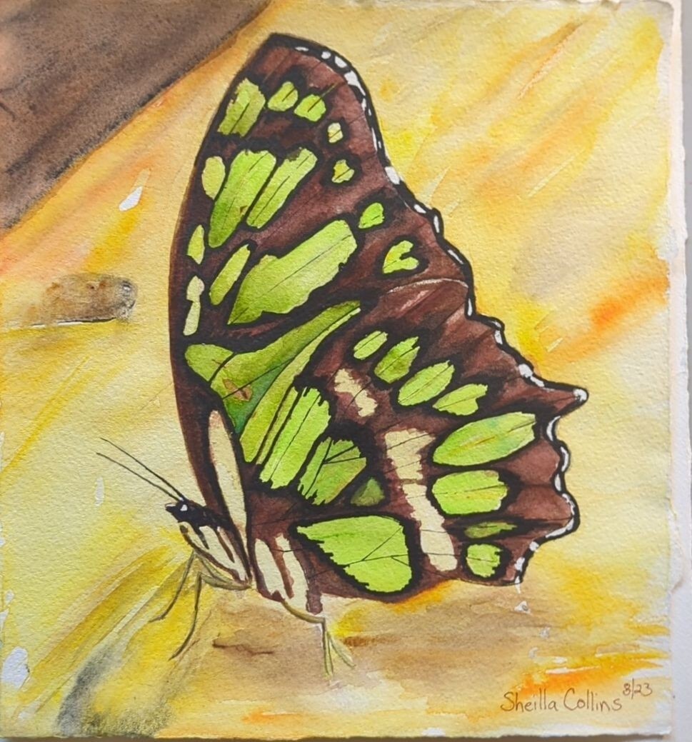 Butterfly Watercolor Painting Original