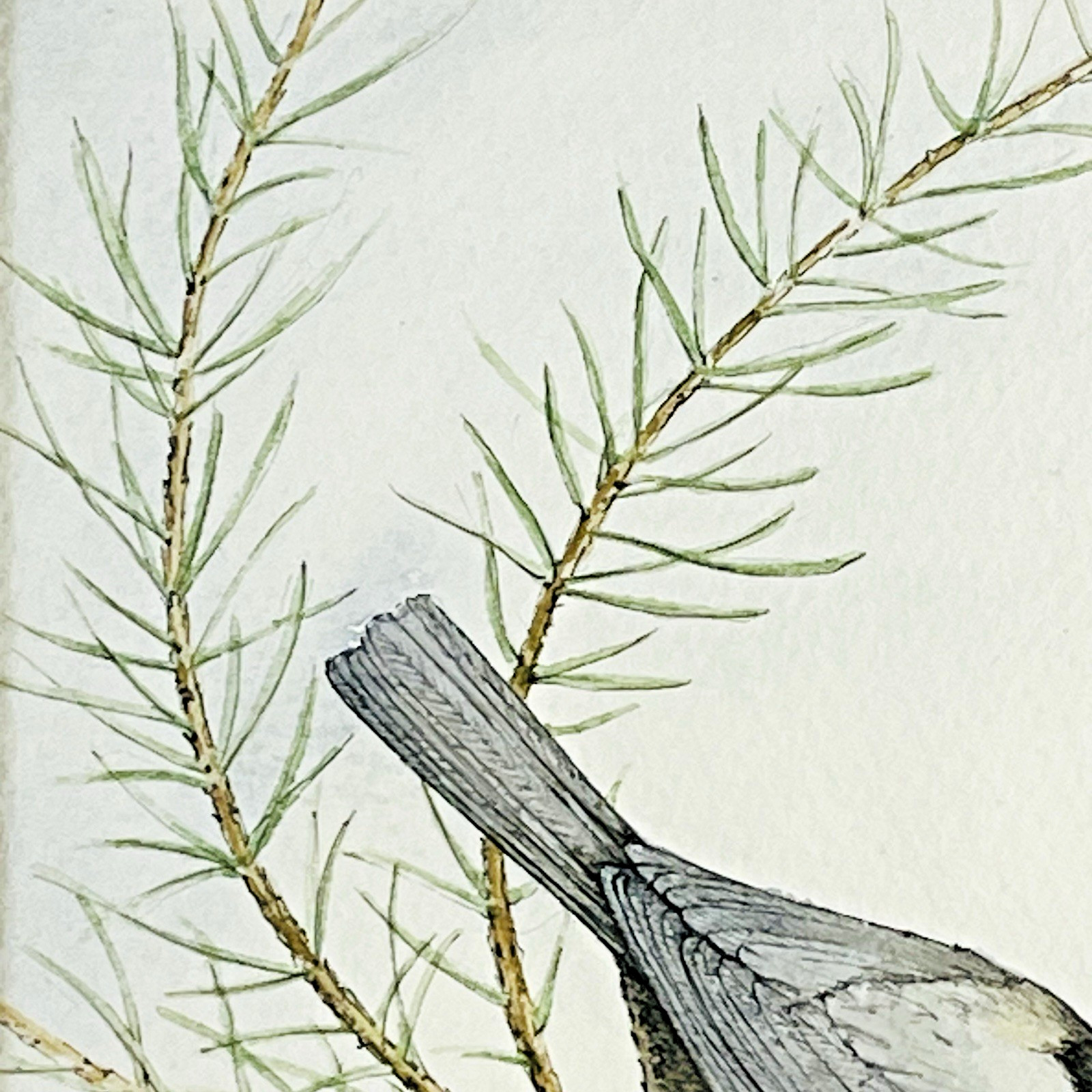 Black-Capped Chickadee Framed Green Mat Artist Signed Kate Davis 93 Gallery Wall