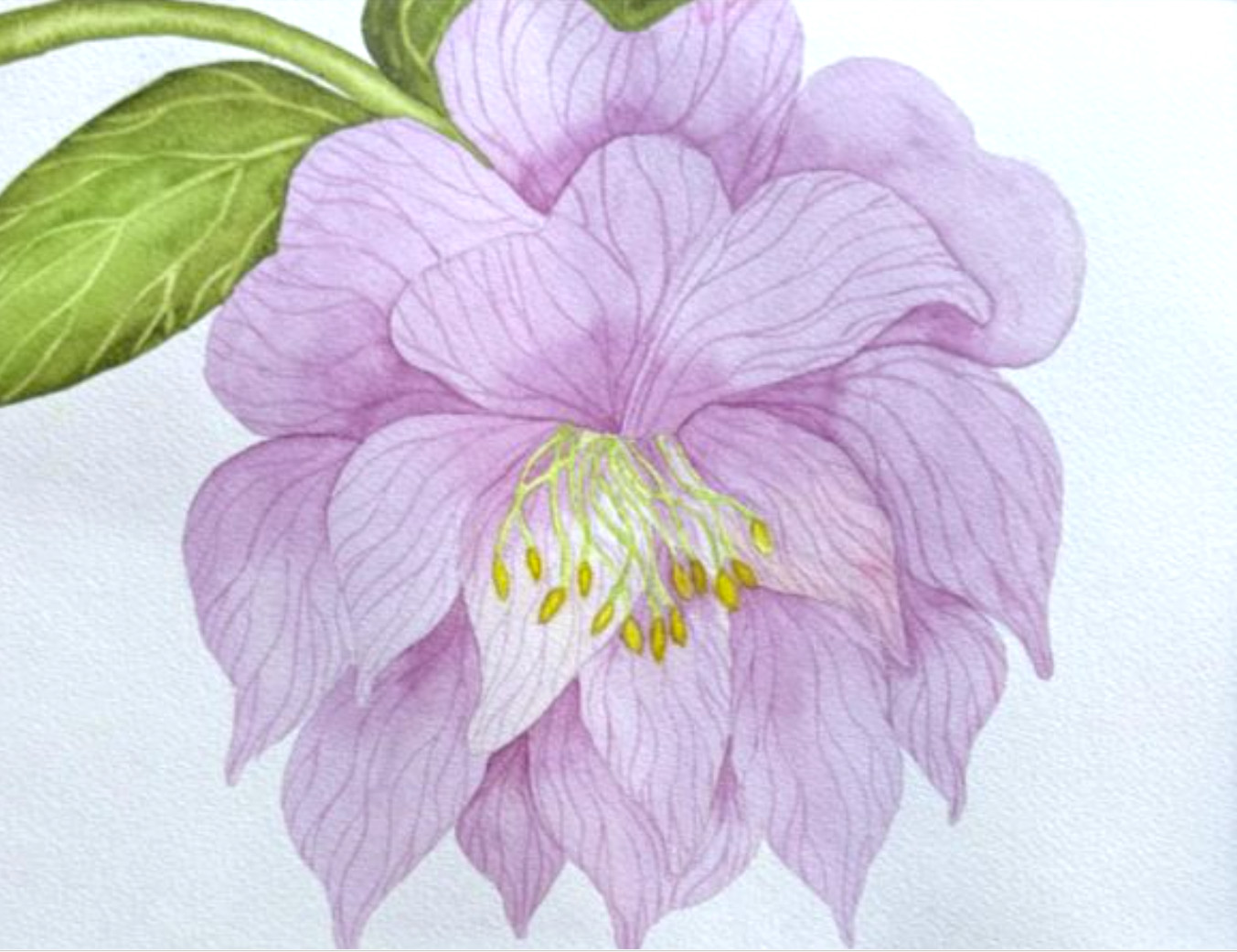 PAINTING WATERCOLOR FLOWER HELLEBORE PINK LAVENDER & DOUBLE WHITE MAT 16X20 ART
